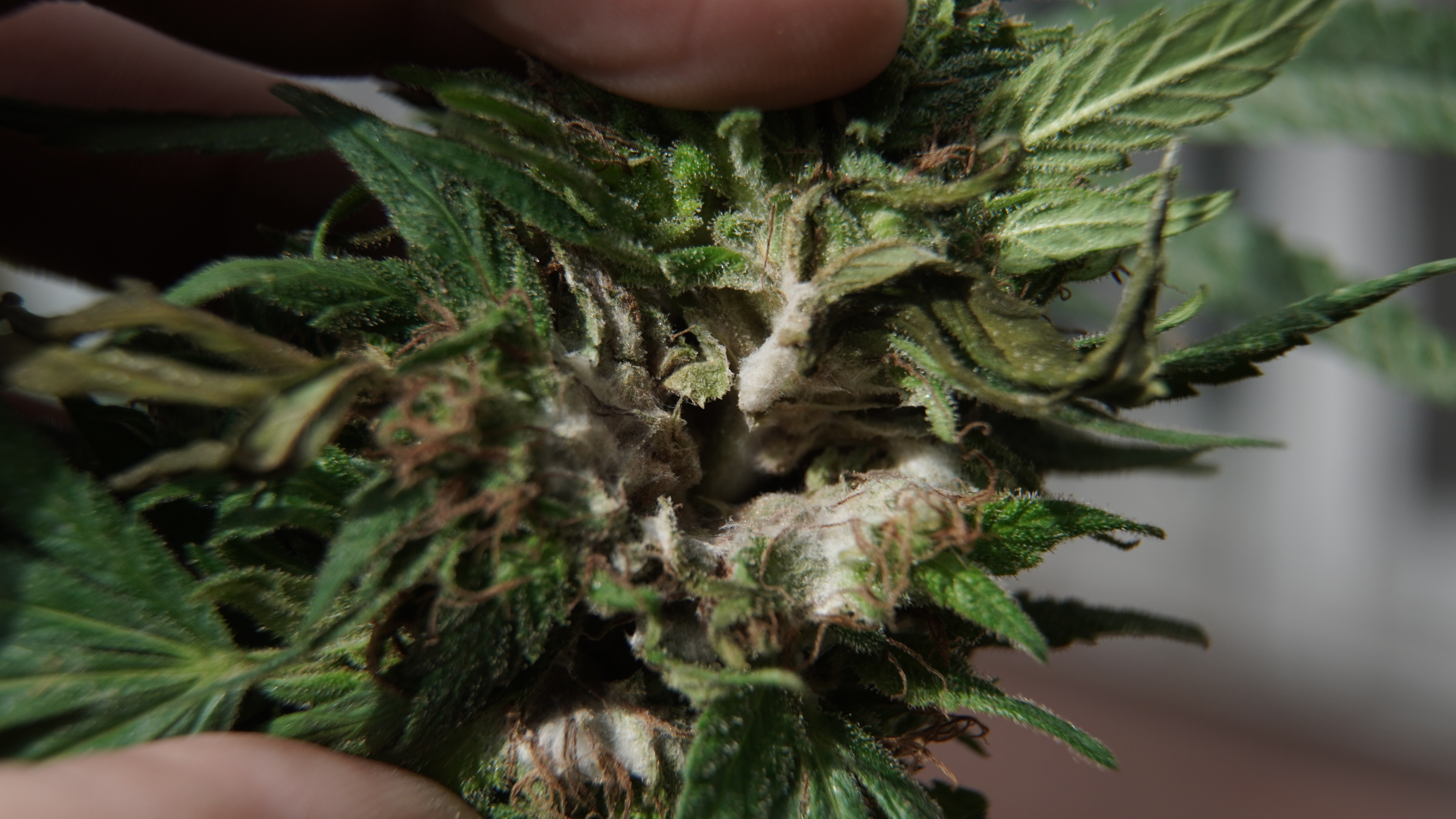 ¿Qué son los trichodermas y cómo interactúan con las plantas de marihuana?