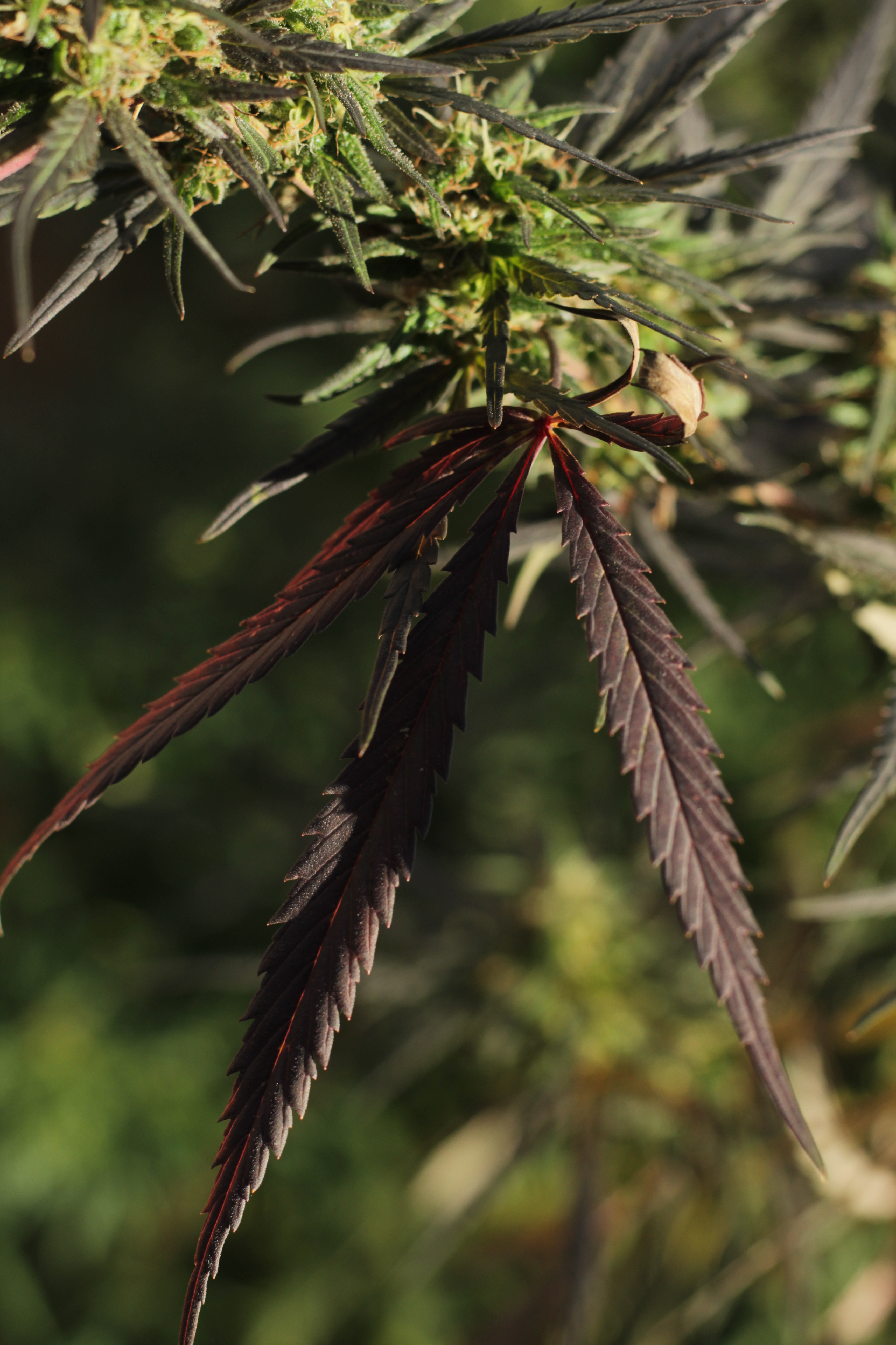 ¿Dónde crece de forma natural la marihuana?
