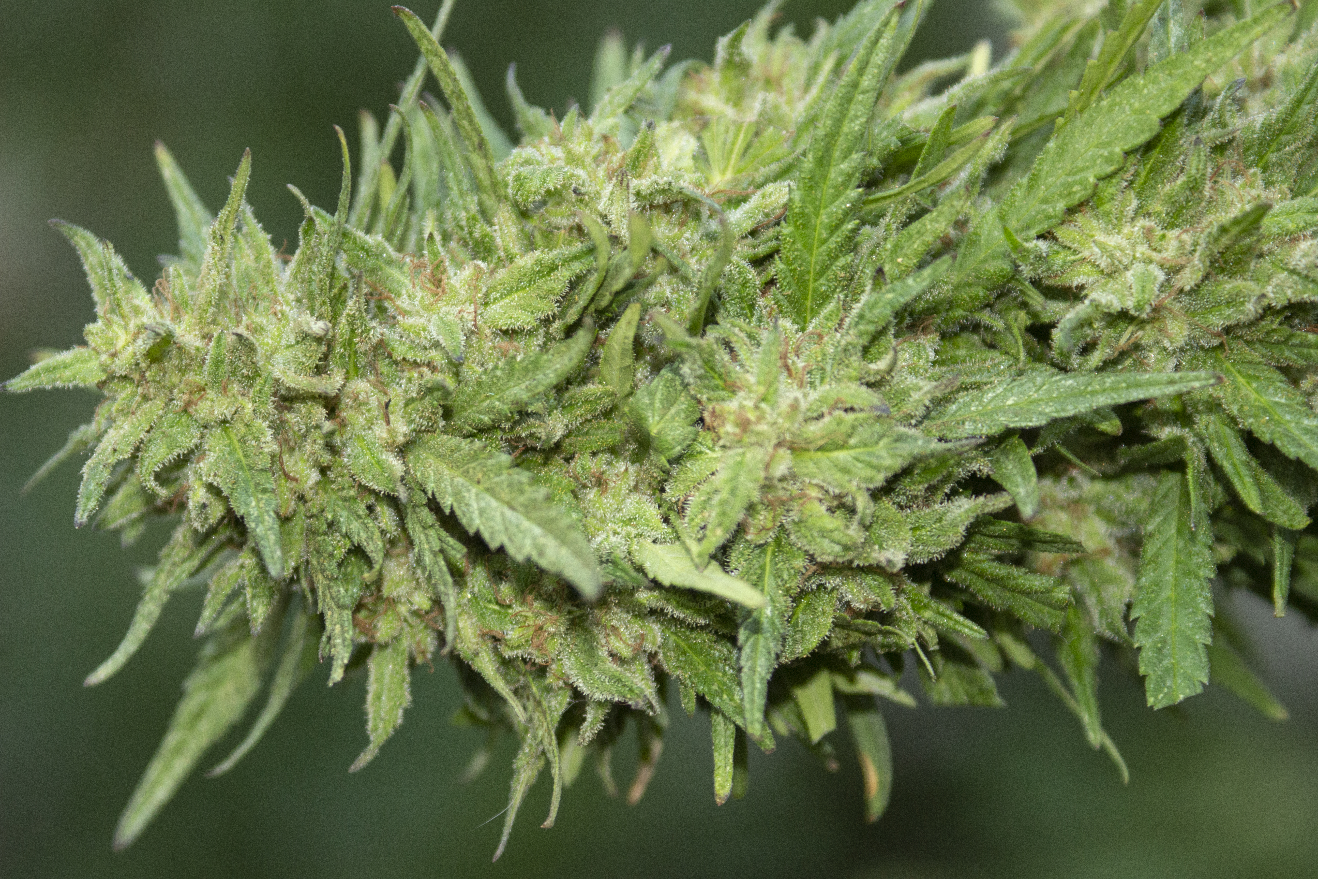 Aceite de Neem en plantas de Cannabis