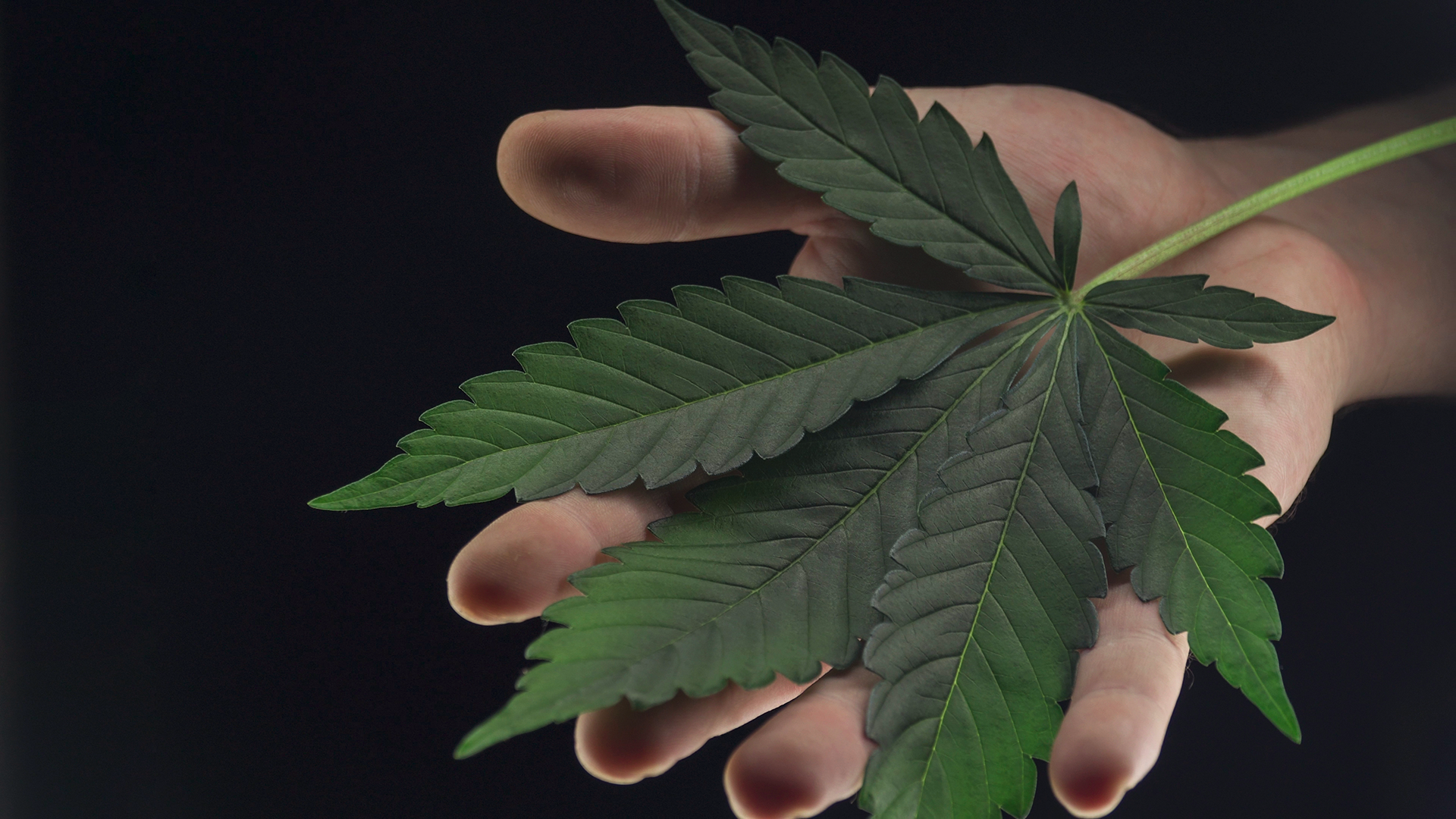 ¿En qué consiste la defoliación de la marihuana?