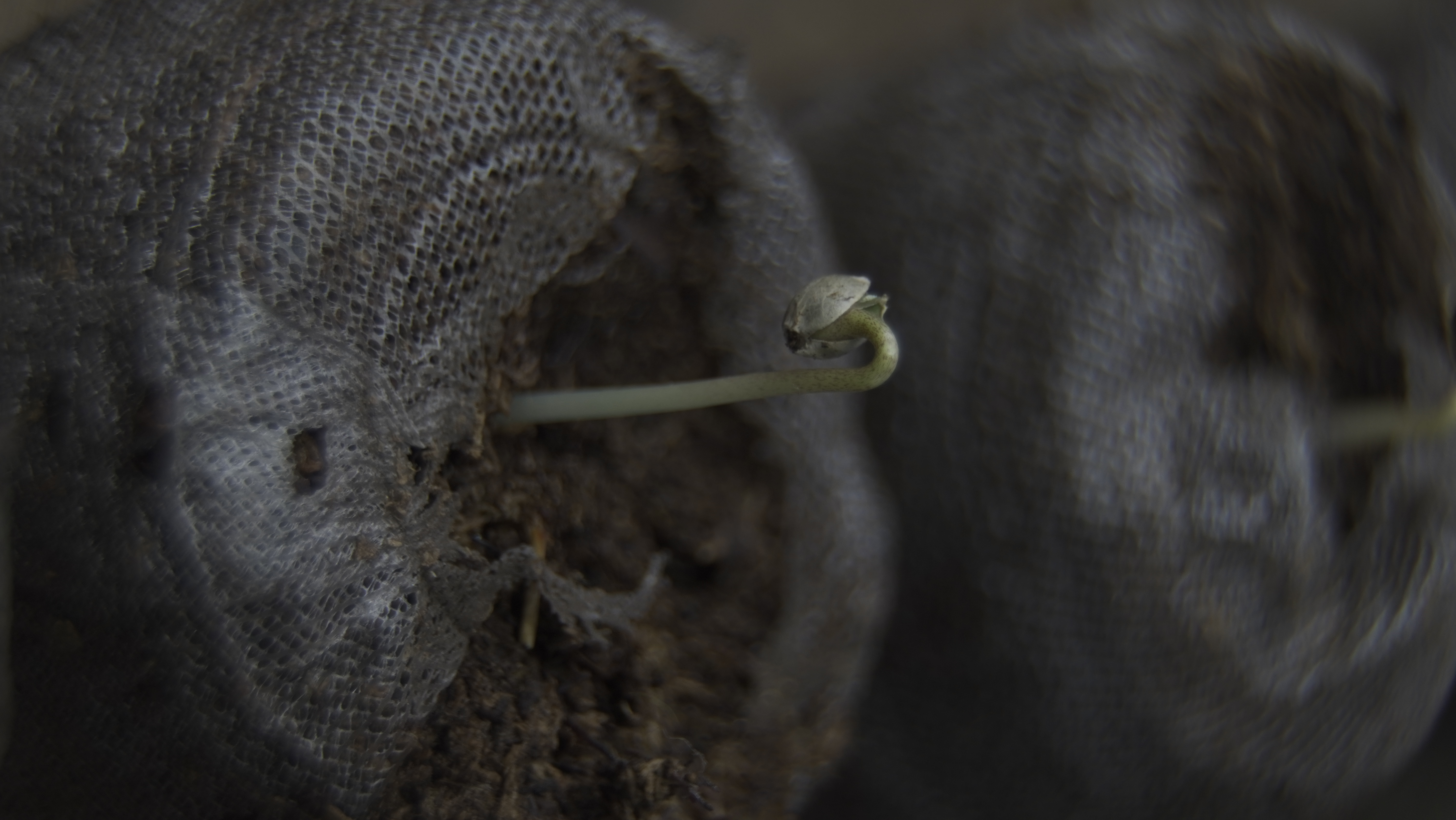 Métodos para germinar semillas de marihuana