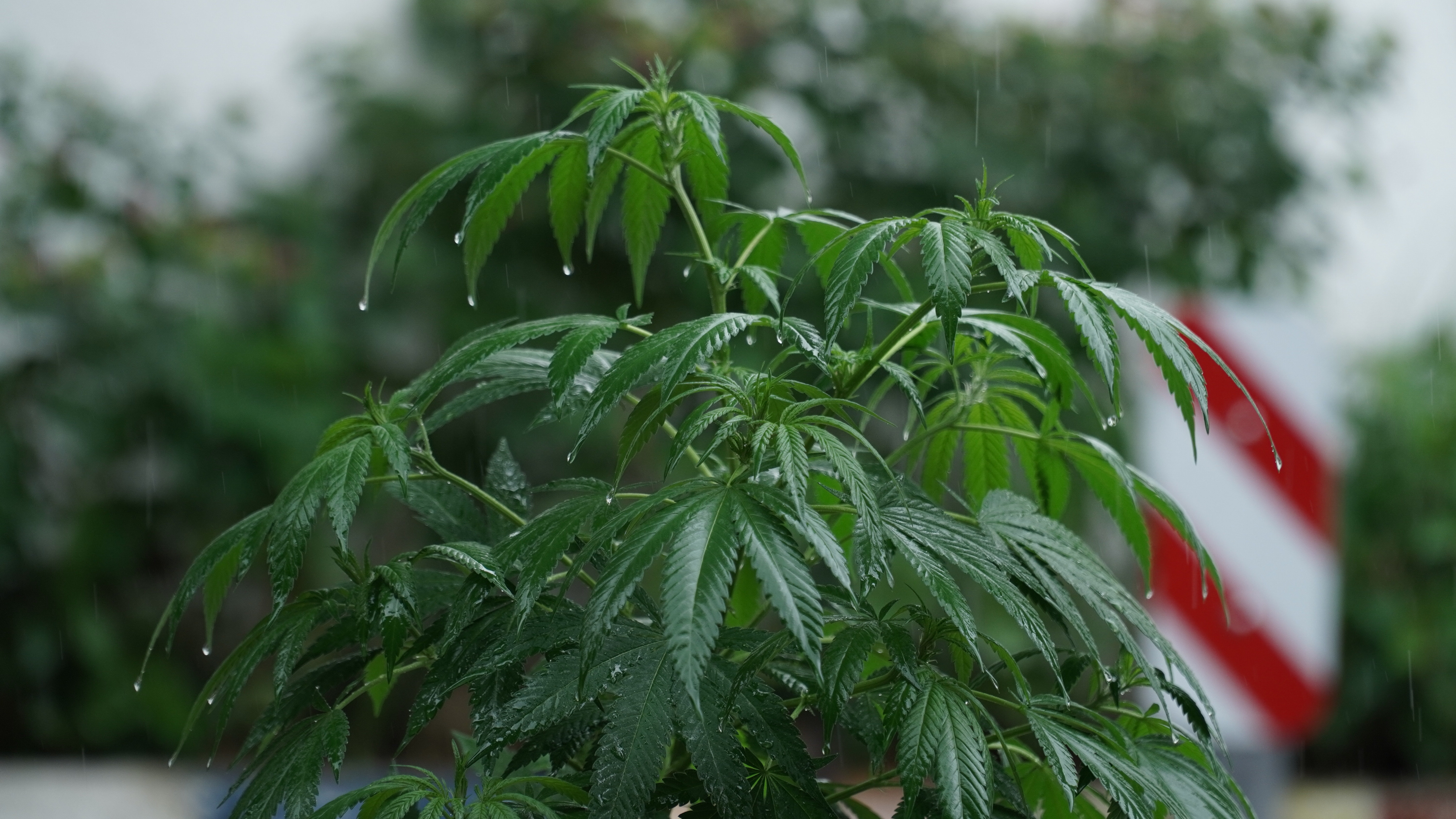 La importancia de usar tutores para tus plantas de marihuana