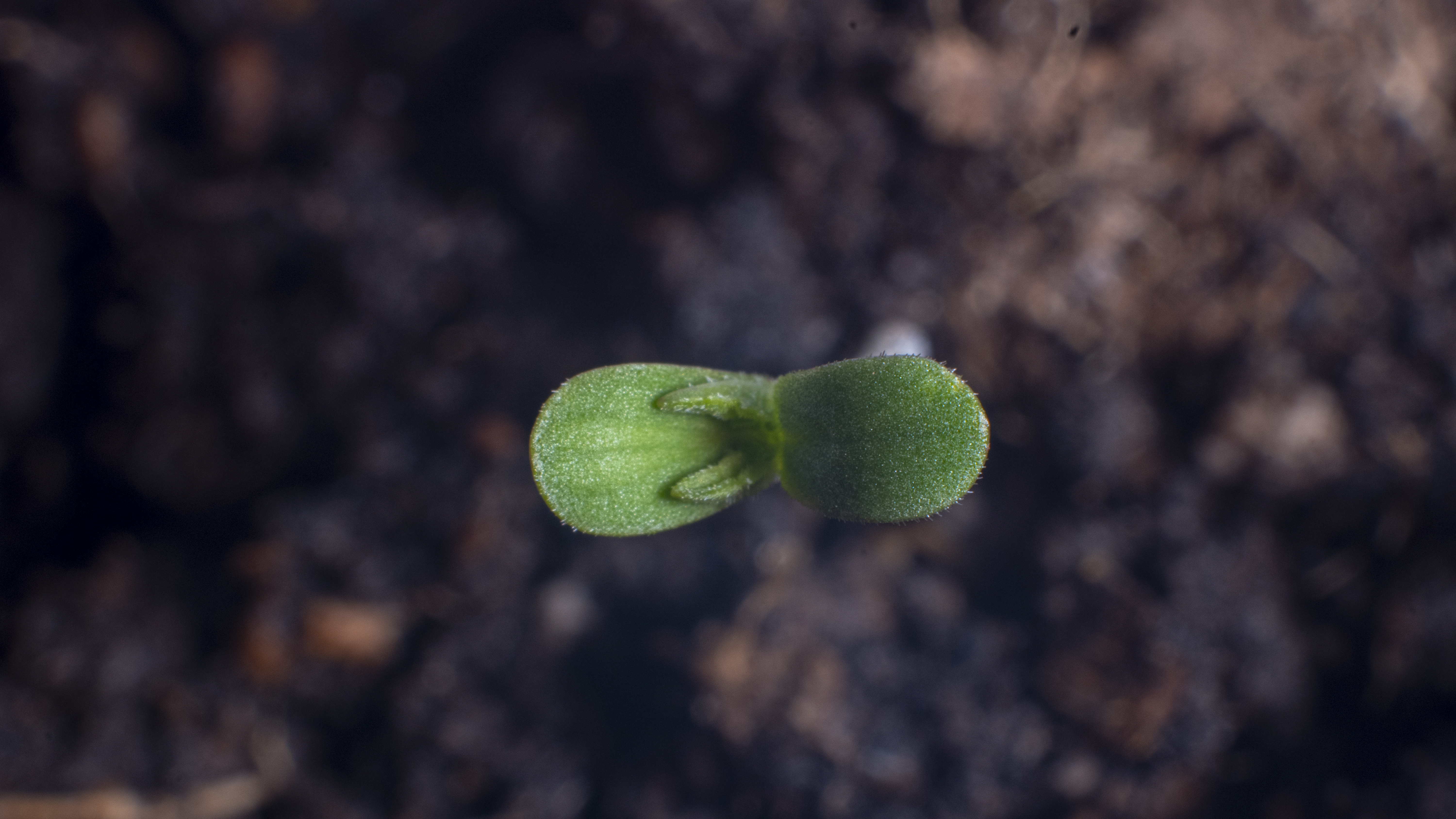 ¿Qué es exactamente el bokashi orgánico y cómo se produce?