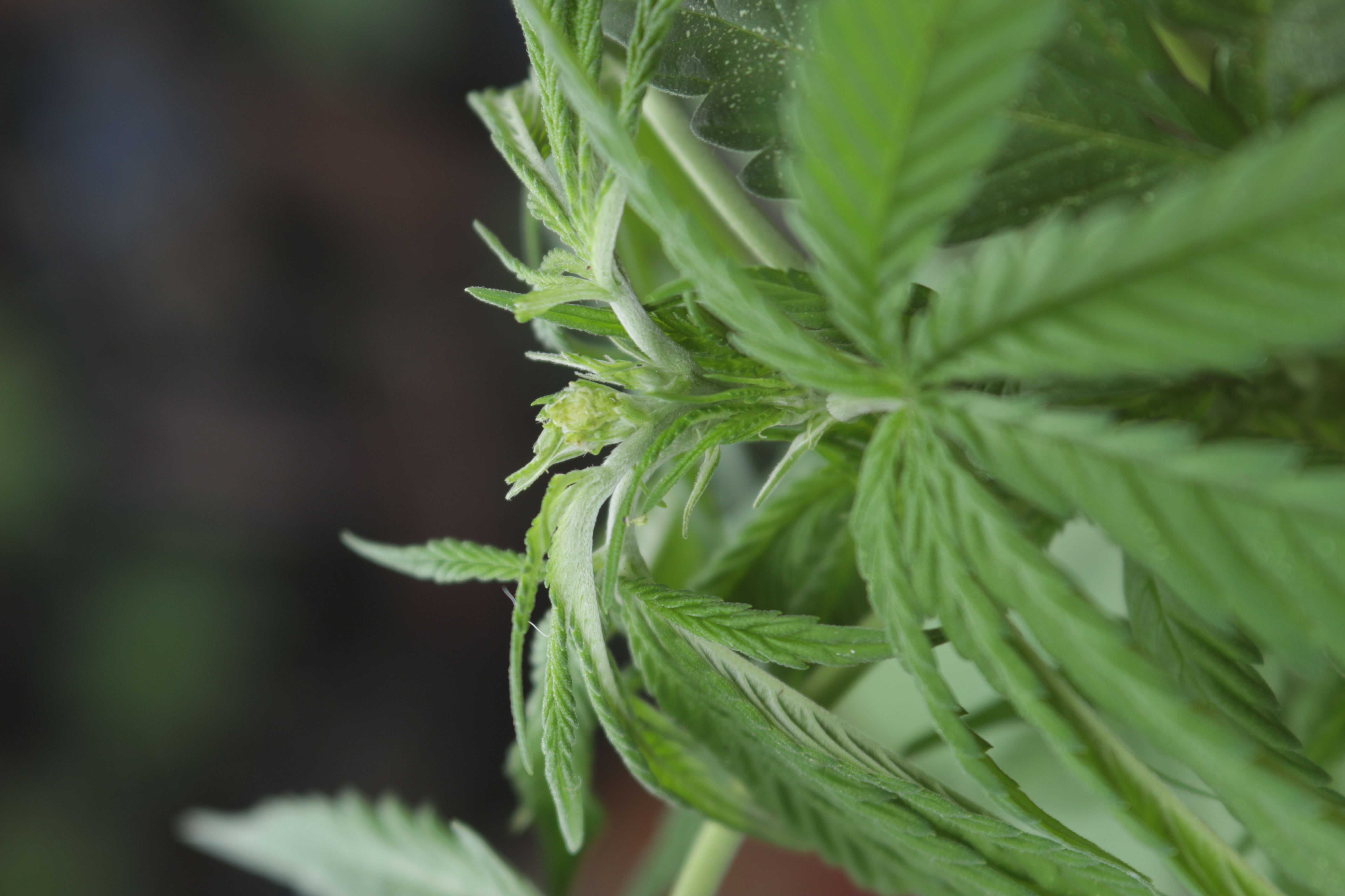 ¿Que le hace la marihuana al sistema digestivo?