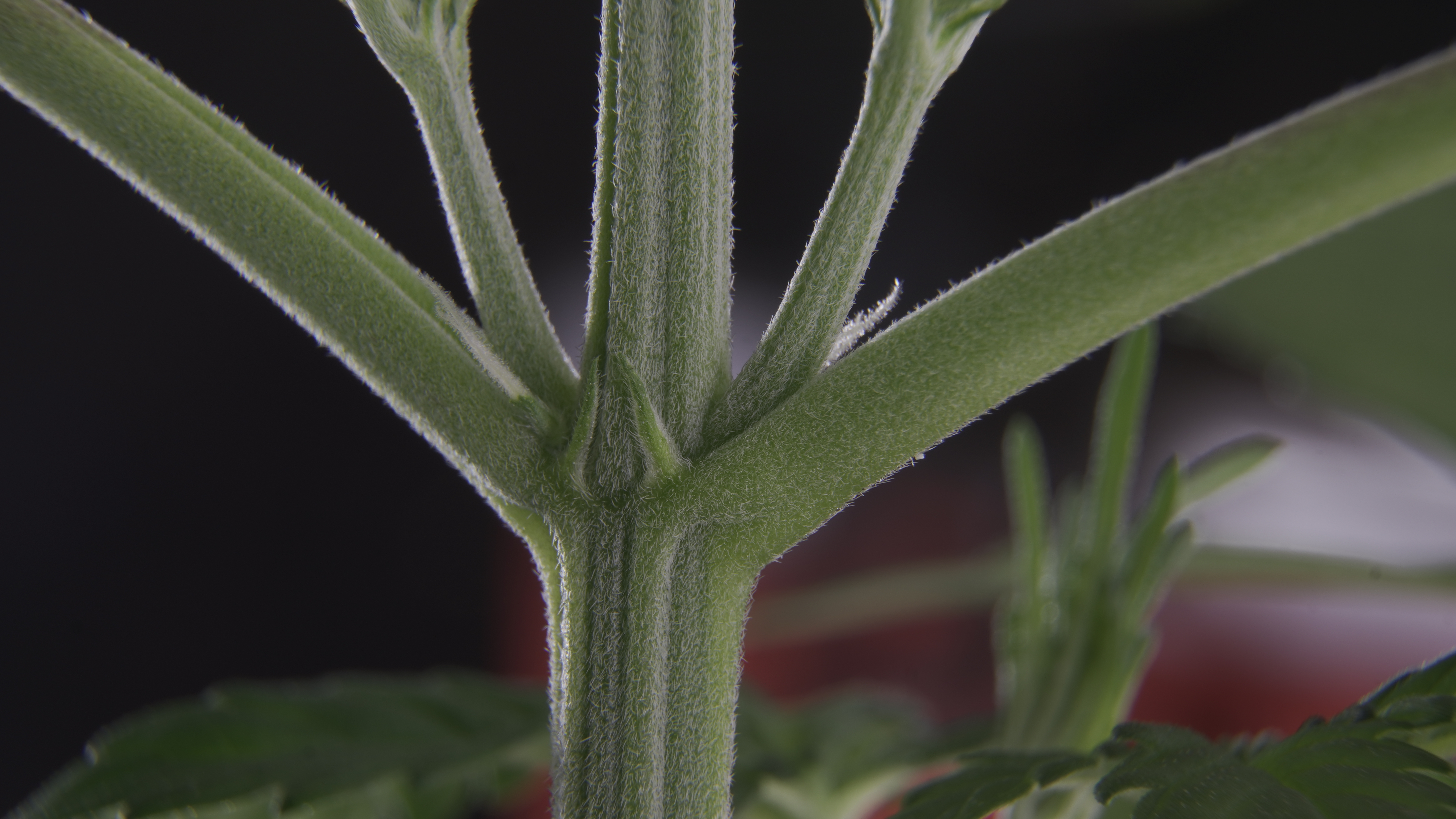¿Cómo saber si mi planta es hembra o macho?