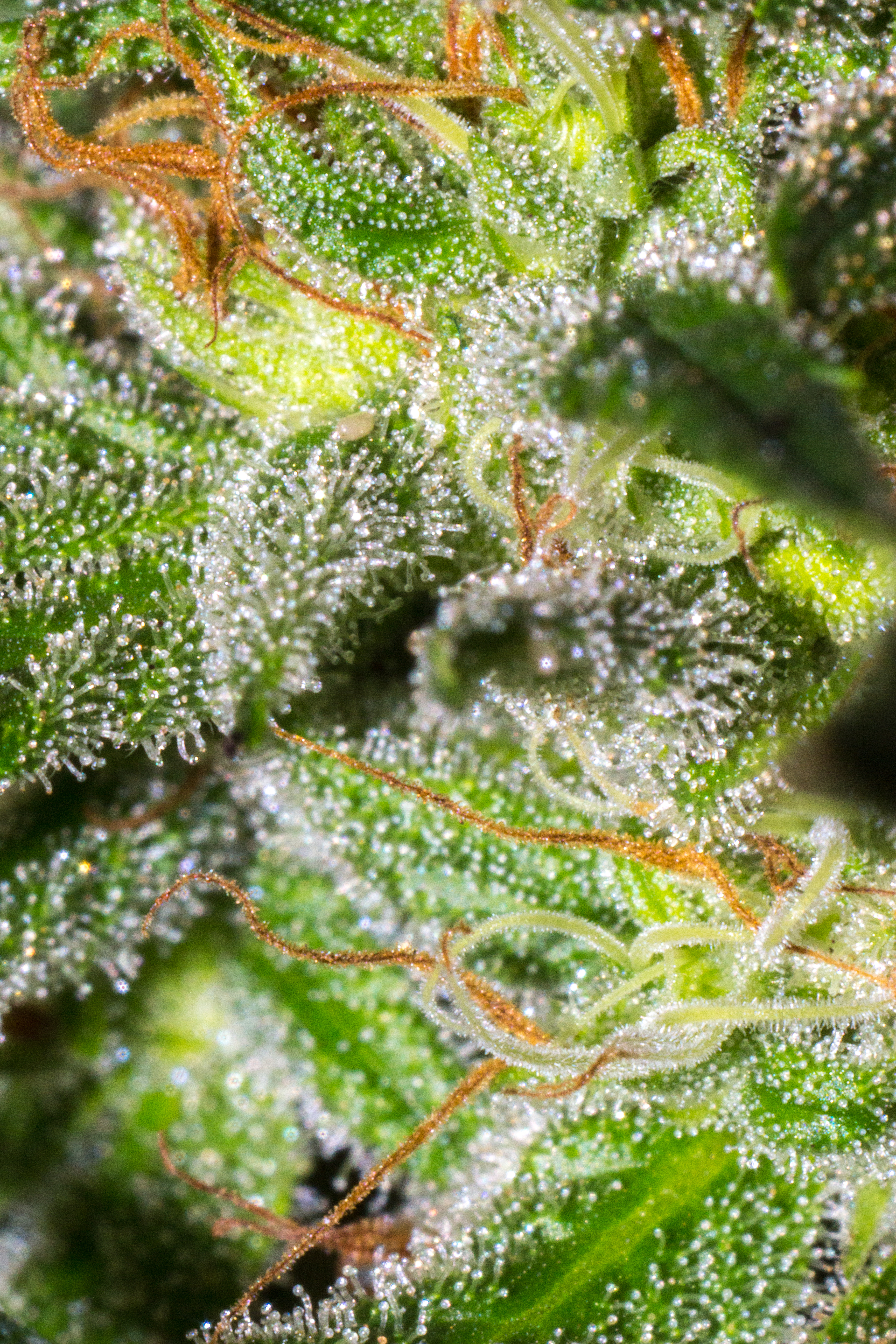 ¿Qué significa el término "maduración" en el contexto del cultivo de cannabis?