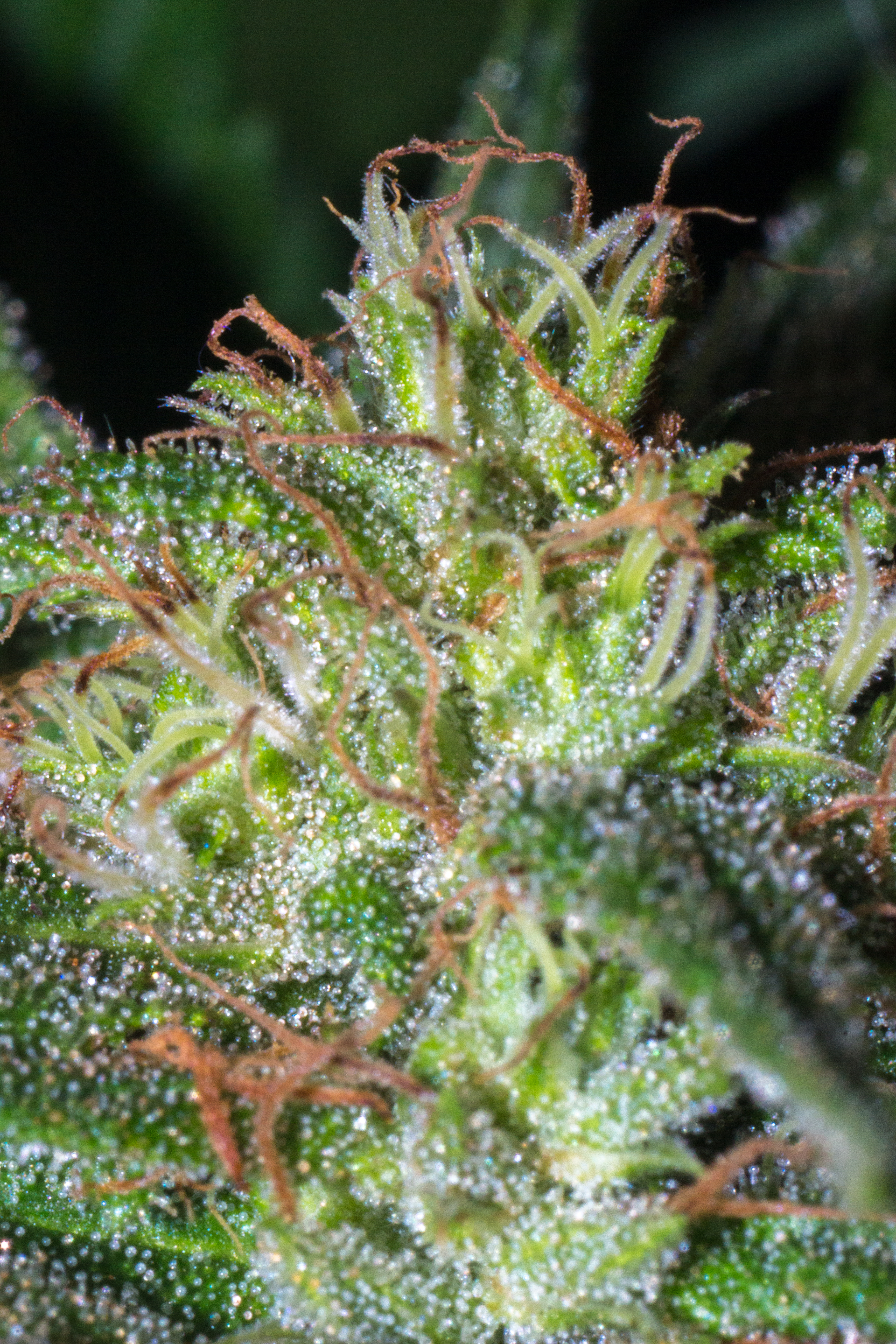 Cogollo Inmaduro: Cómo Identificarlo y Maximizar el Potencial de tu Cultivo