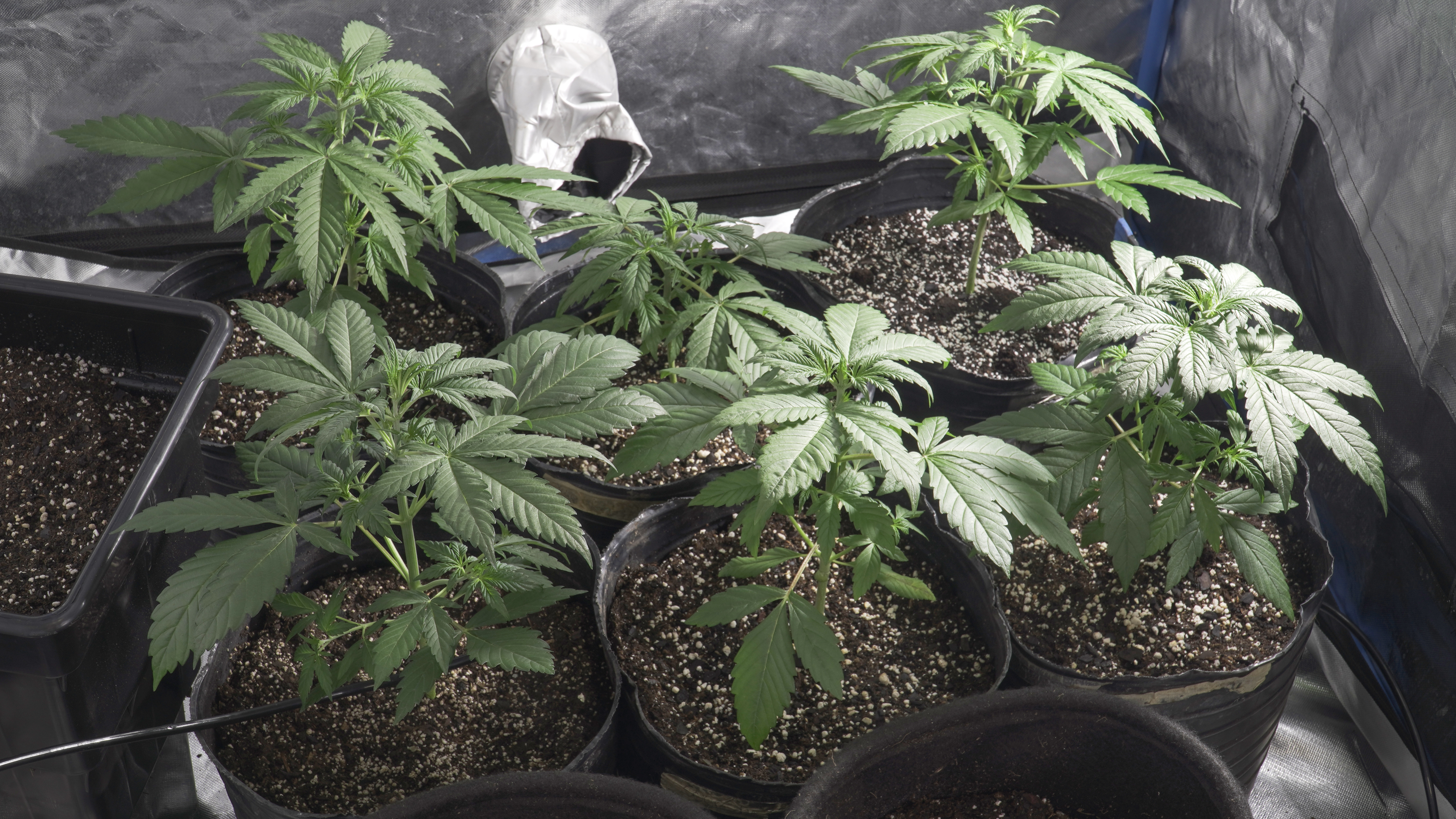 ¿Cómo eliminar la mosca blanca de mi planta de marihuana?