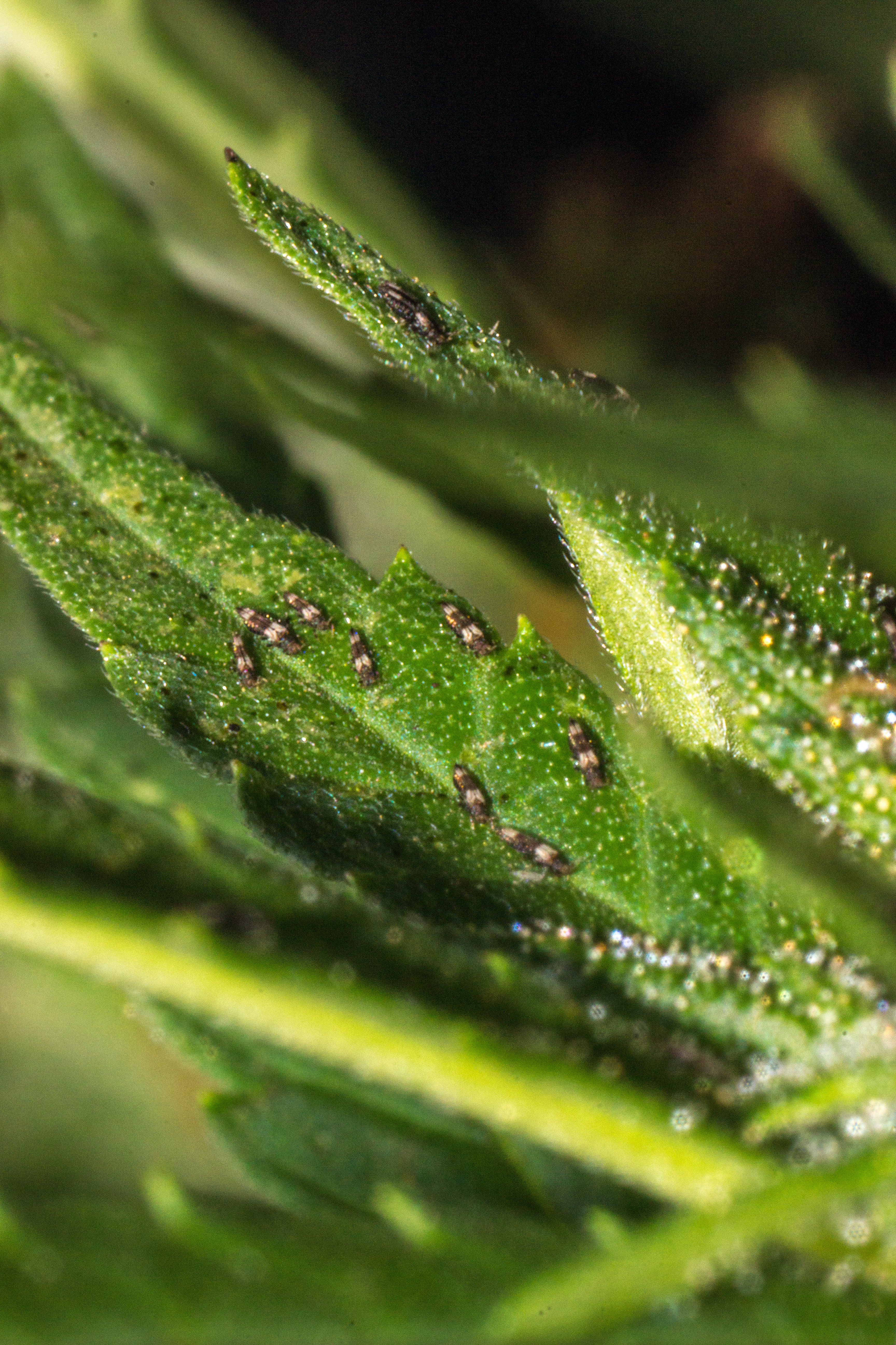 ¿Qué insectos resultan beneficiosos para la planta de marihuana?
