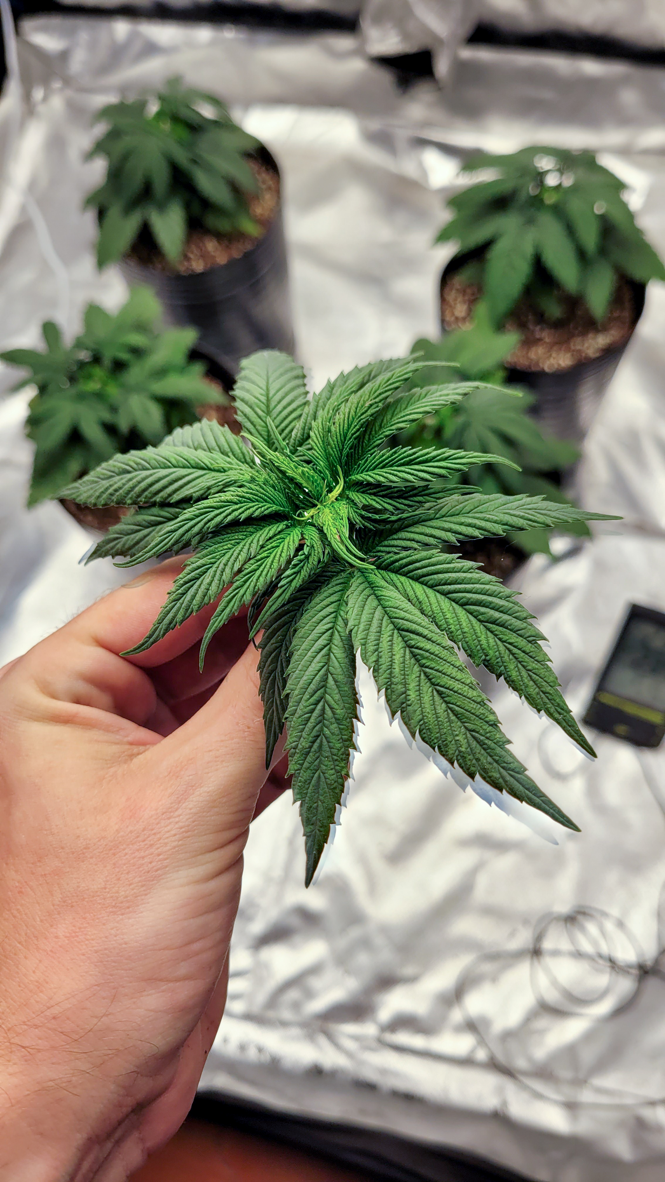 ¿Cómo ayuda la marihuana en el Alzheimer?