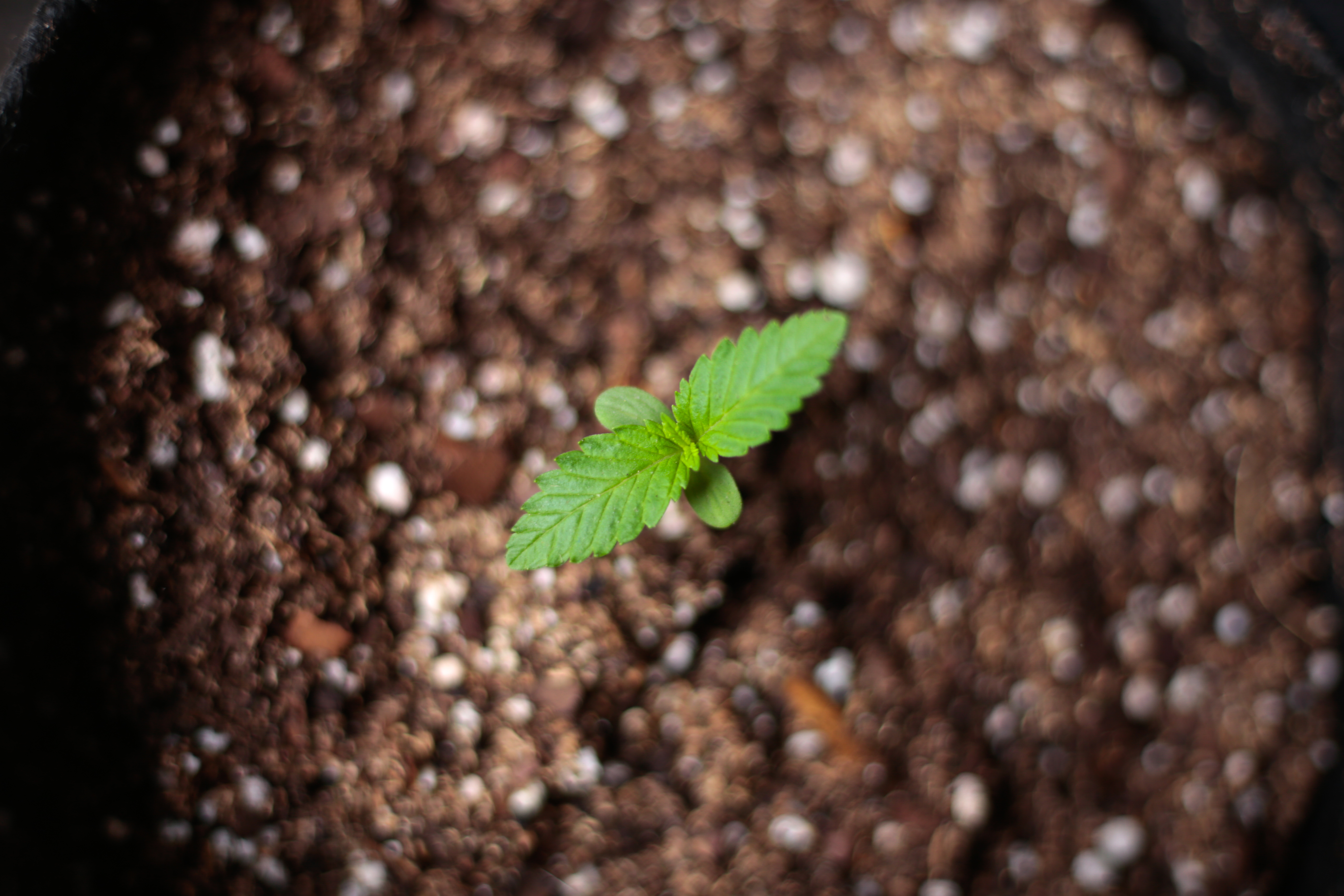 Cómo maximizar el crecimiento de tus plantas de marihuana en invierno