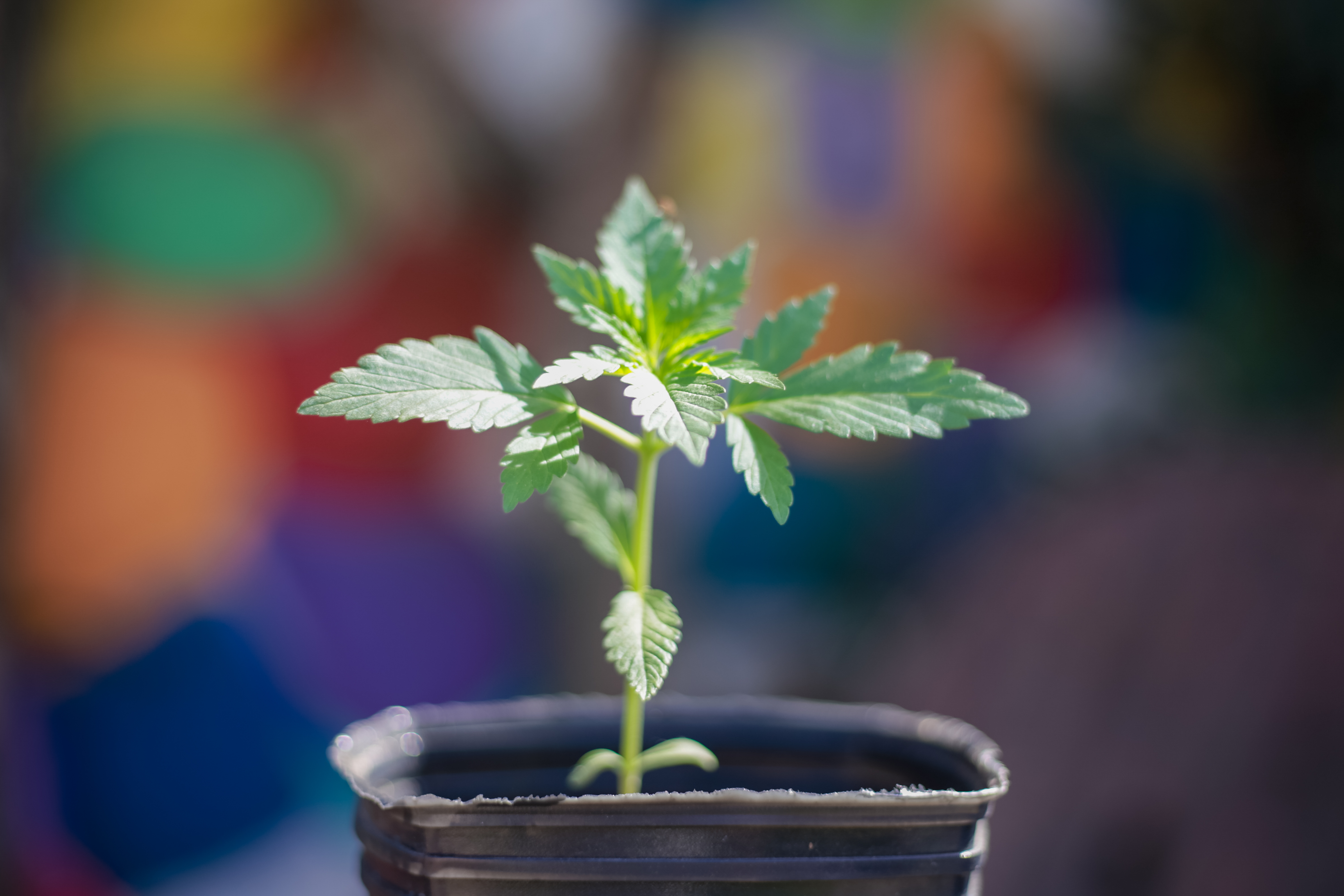 ¿Qué tipos de marihuana son mejores para mezclar?