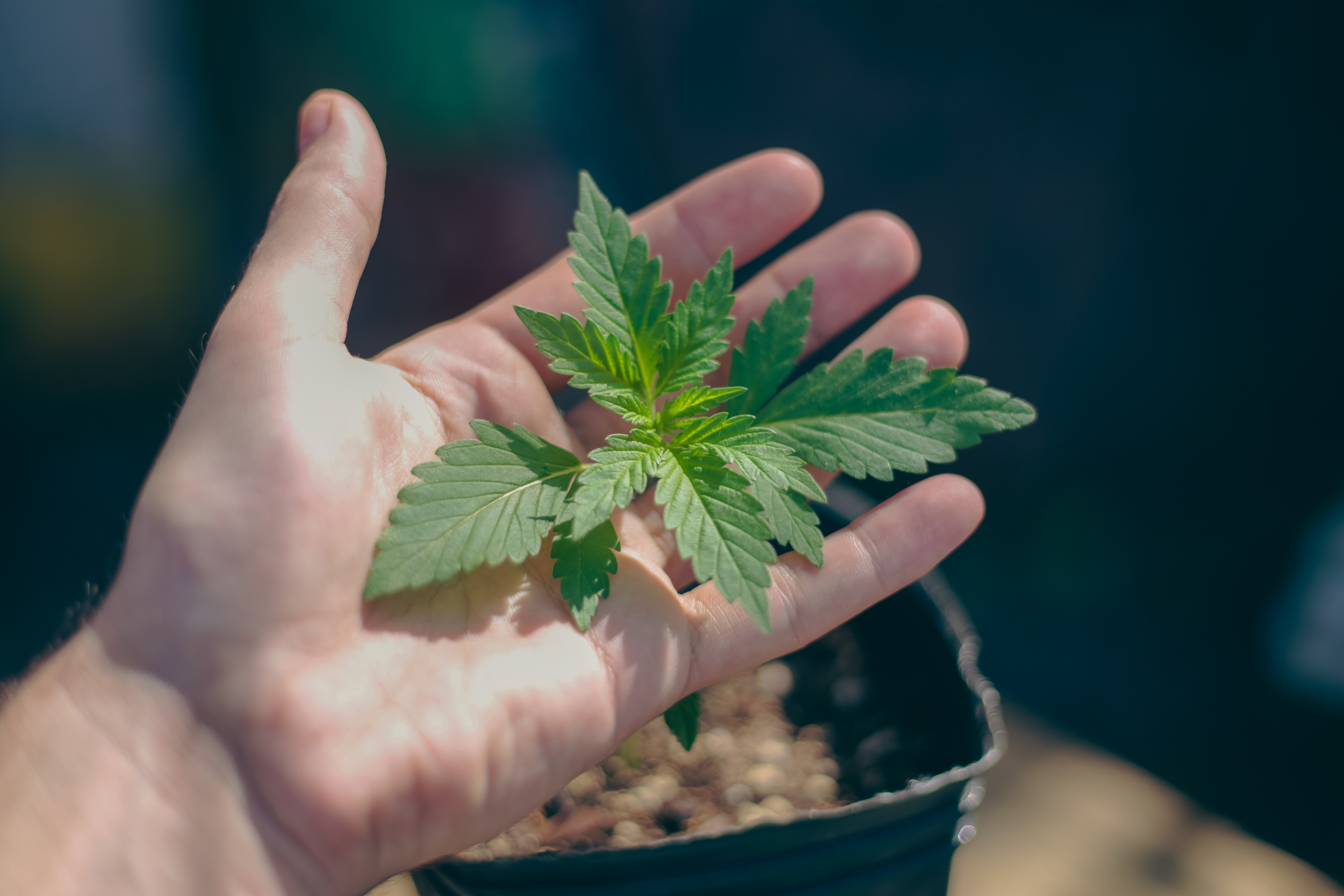 Cannabis para tu salud vaginal