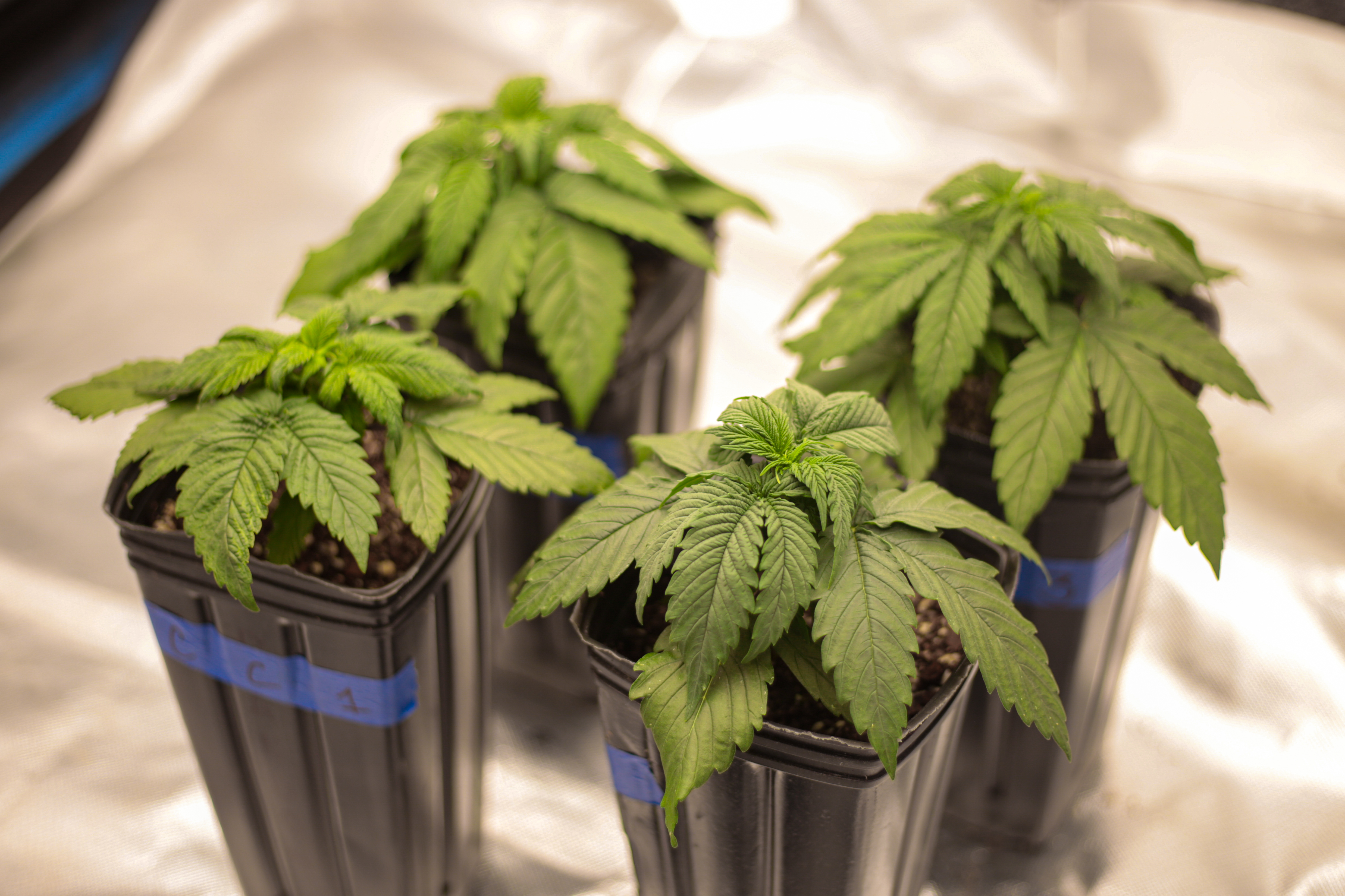 Guía de cultivo de marihuana para principiantes
