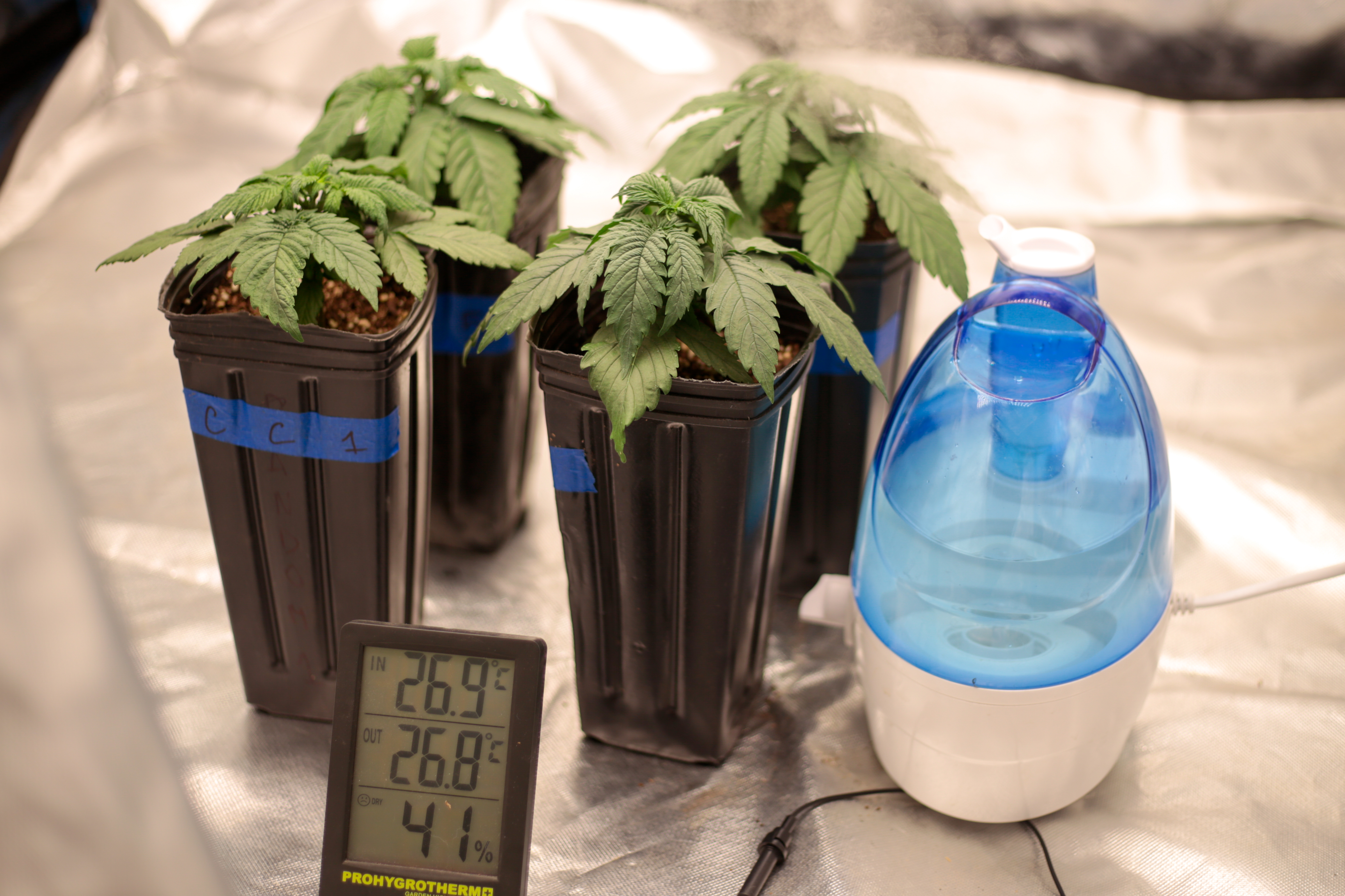 ¿Cuántos extractores necesita un indoor?