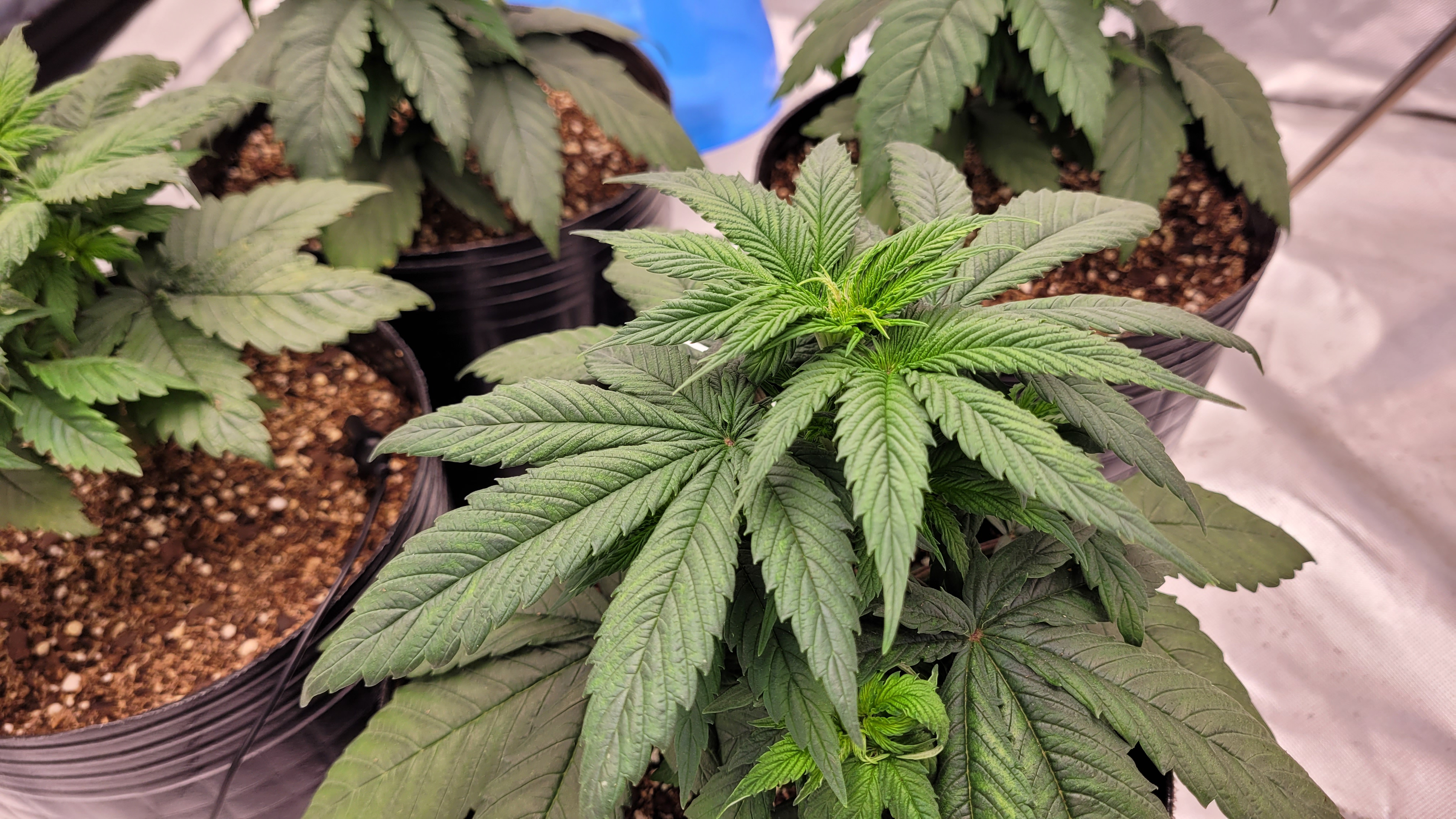 ¿Cómo saber si una planta está estresada?