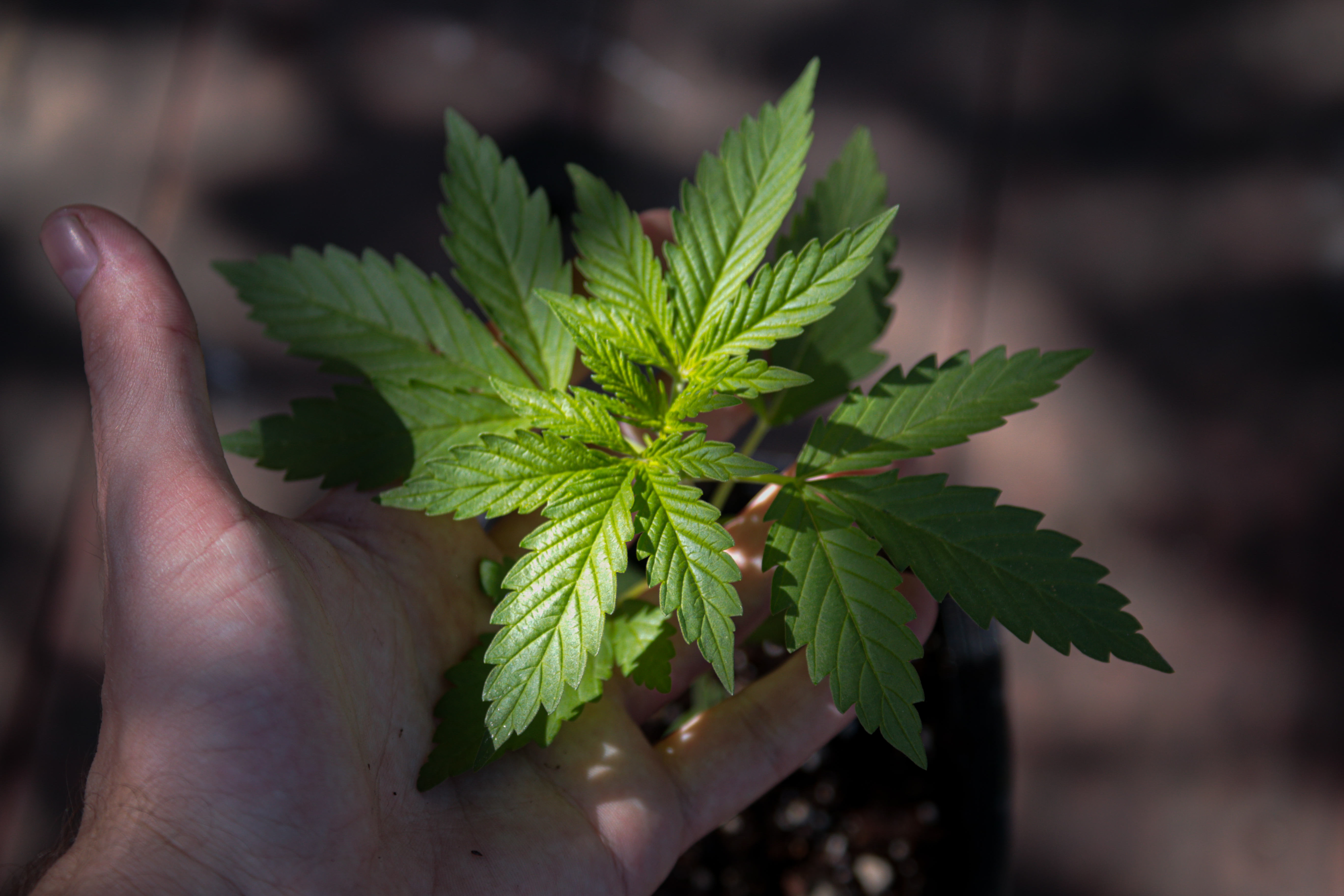 ¿Qué medicamentos pueden reemplazarse con marihuana?
