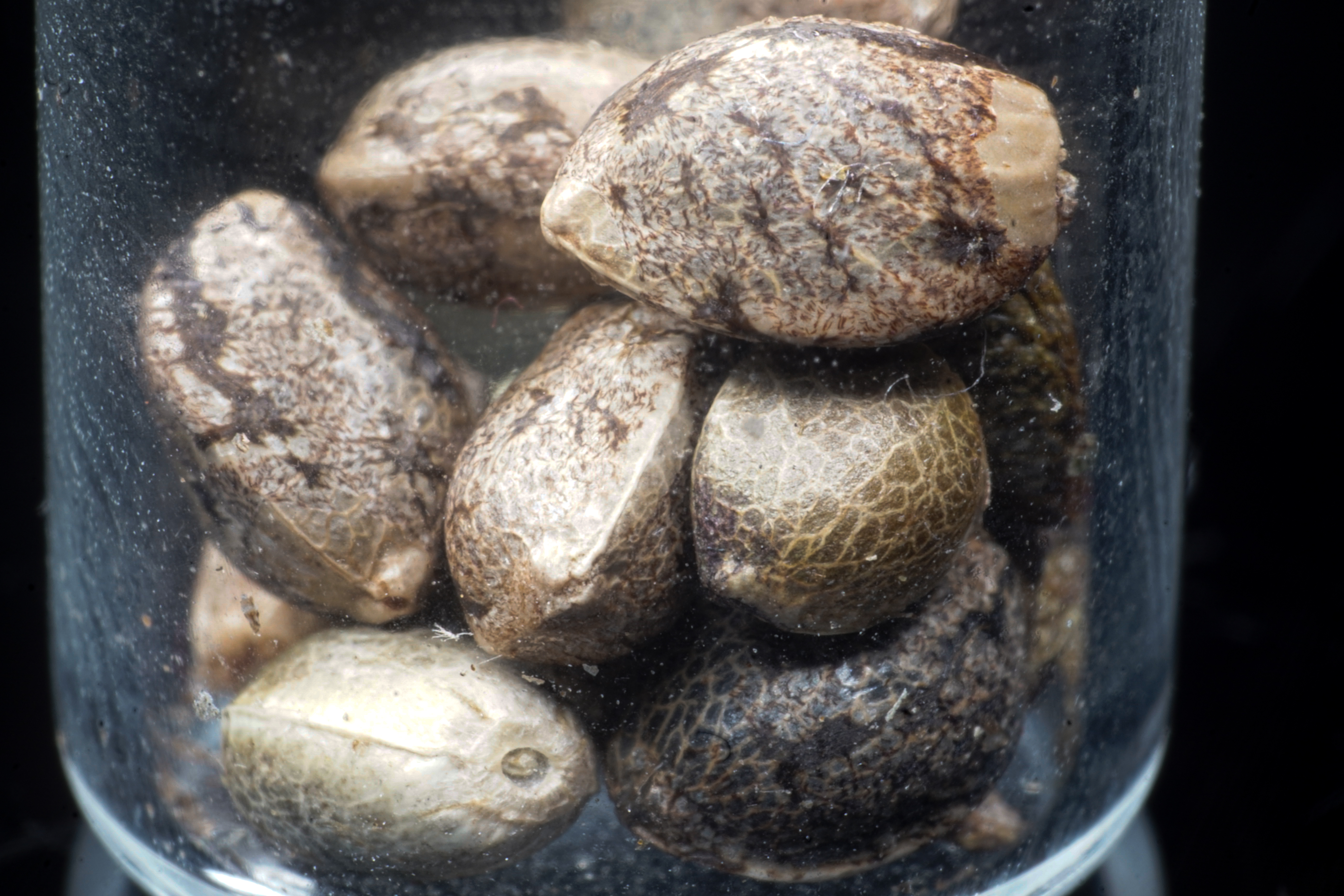 ¿Como saber si tengo semillas de calidad para cultivar?