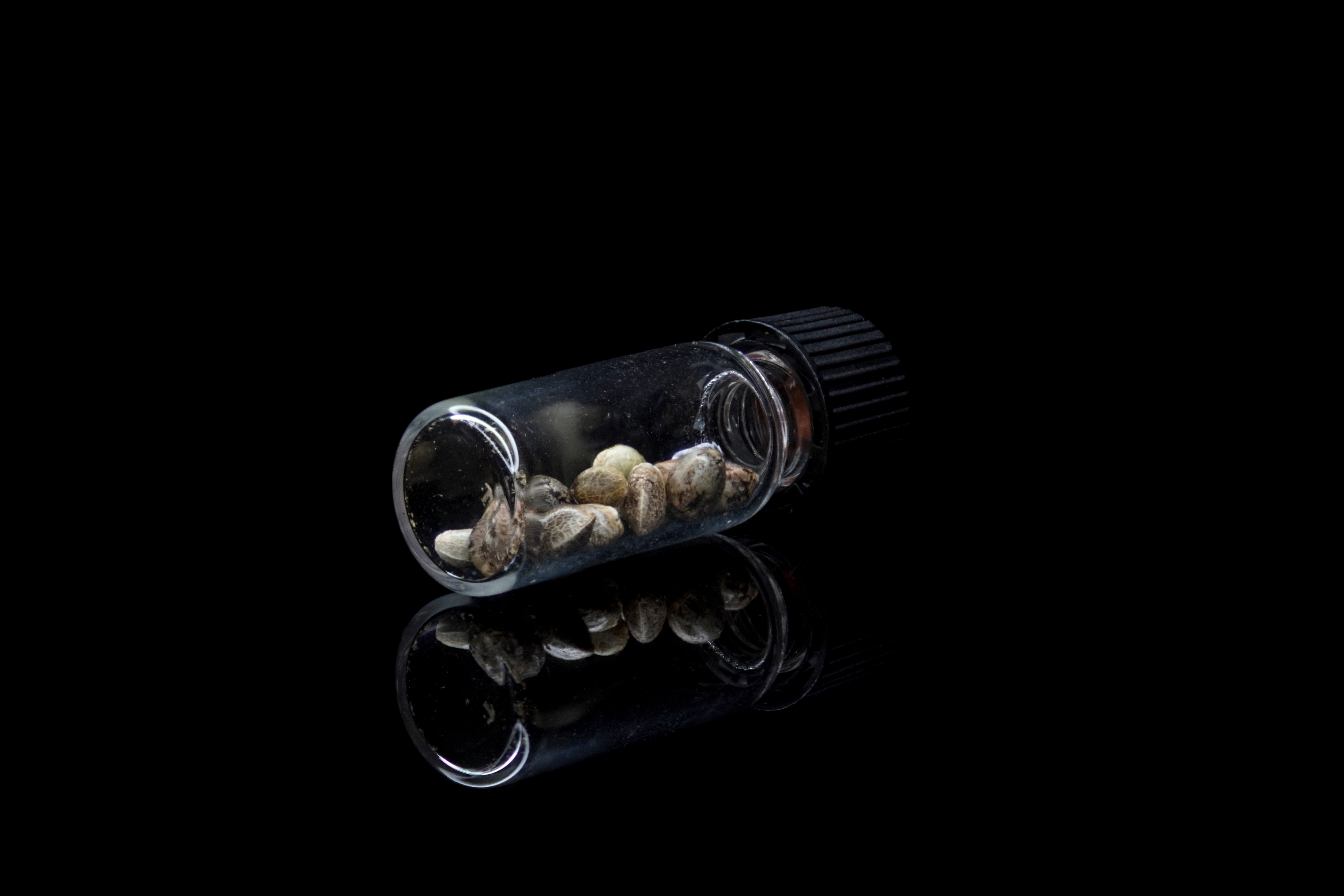 Guía completa para cultivar cannabis según la latitud