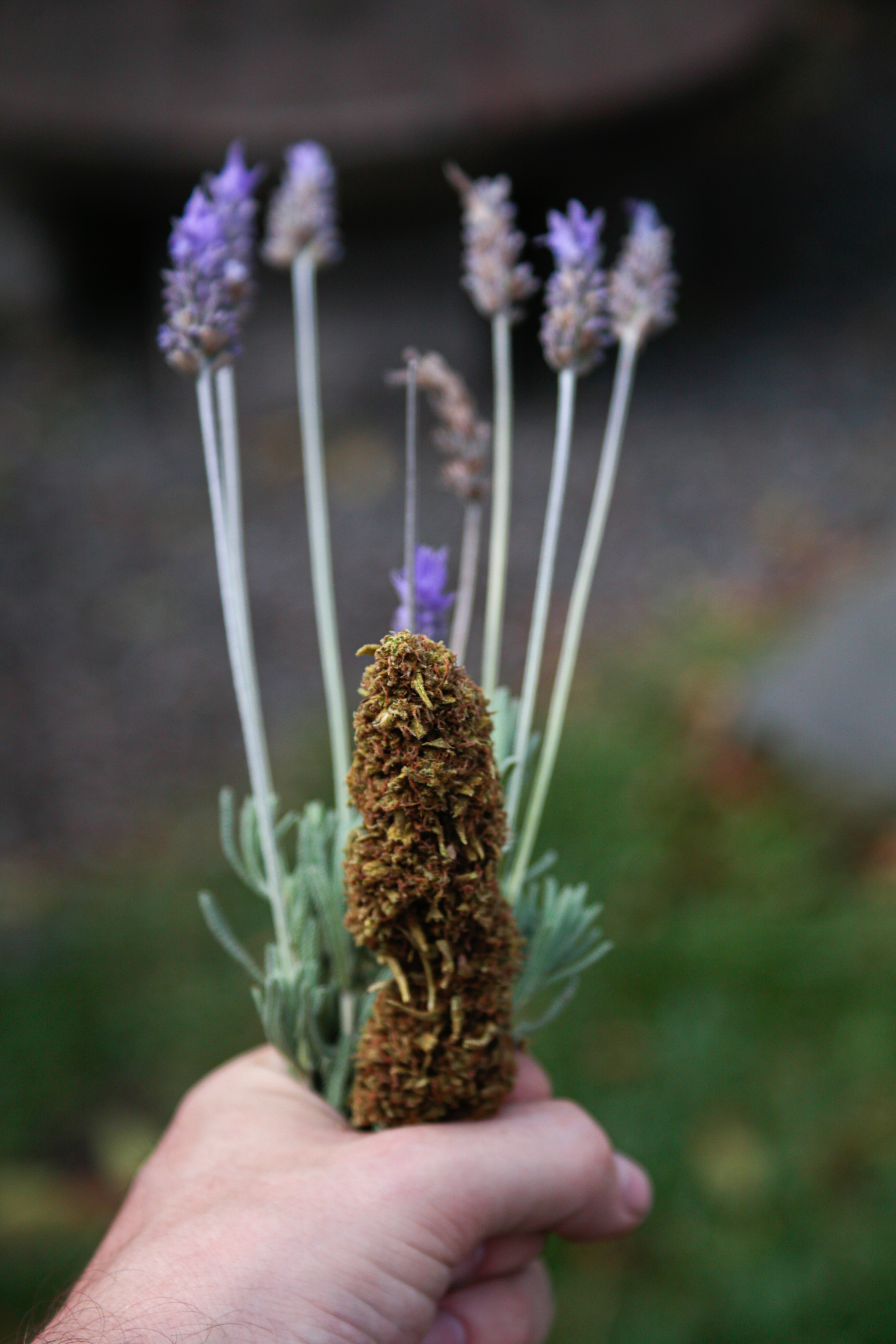 ¿Cuáles son los insectos beneficiosos para el cultivo?