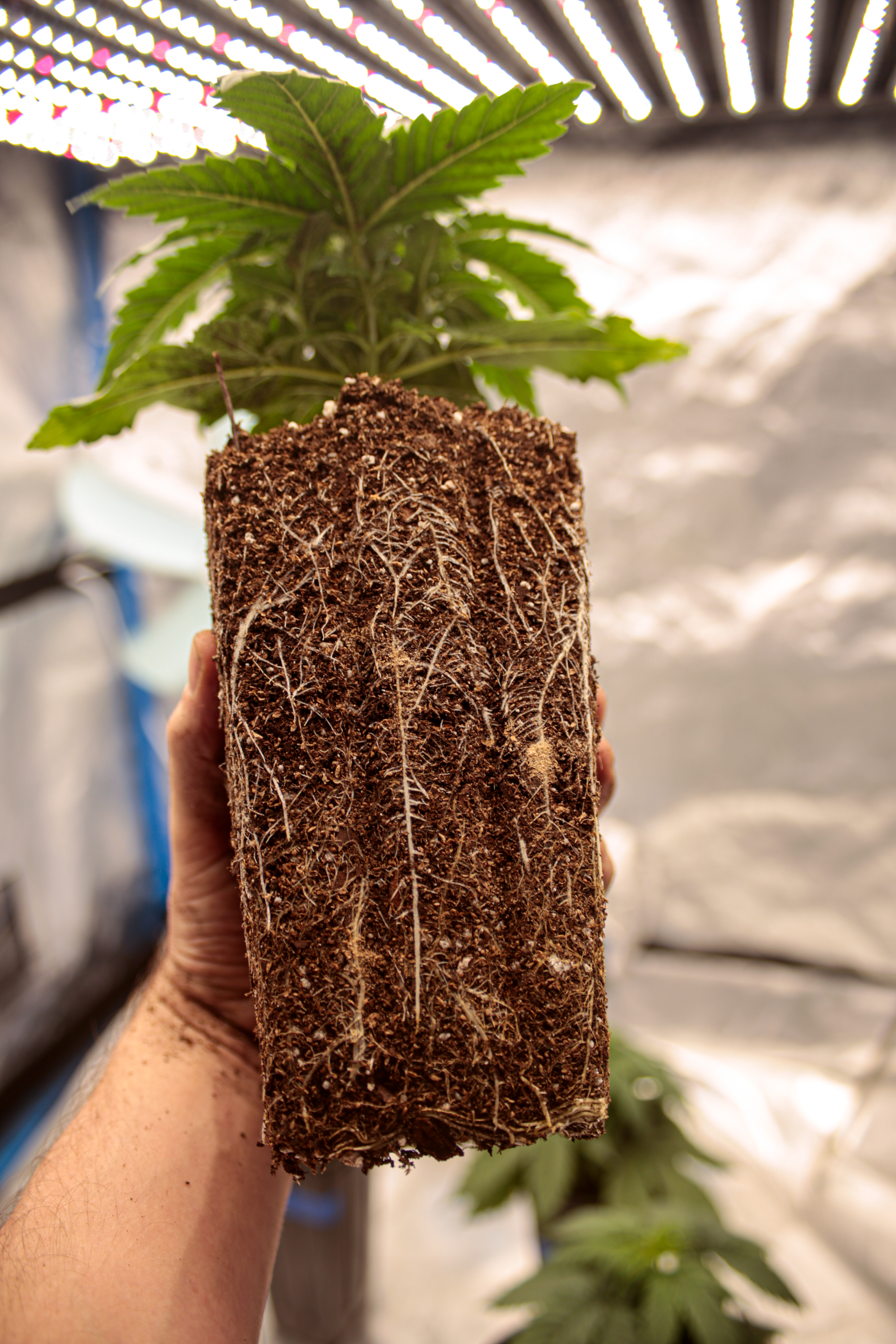 Conocé los diferentes tipos de maceta ideales para plantar cannabis