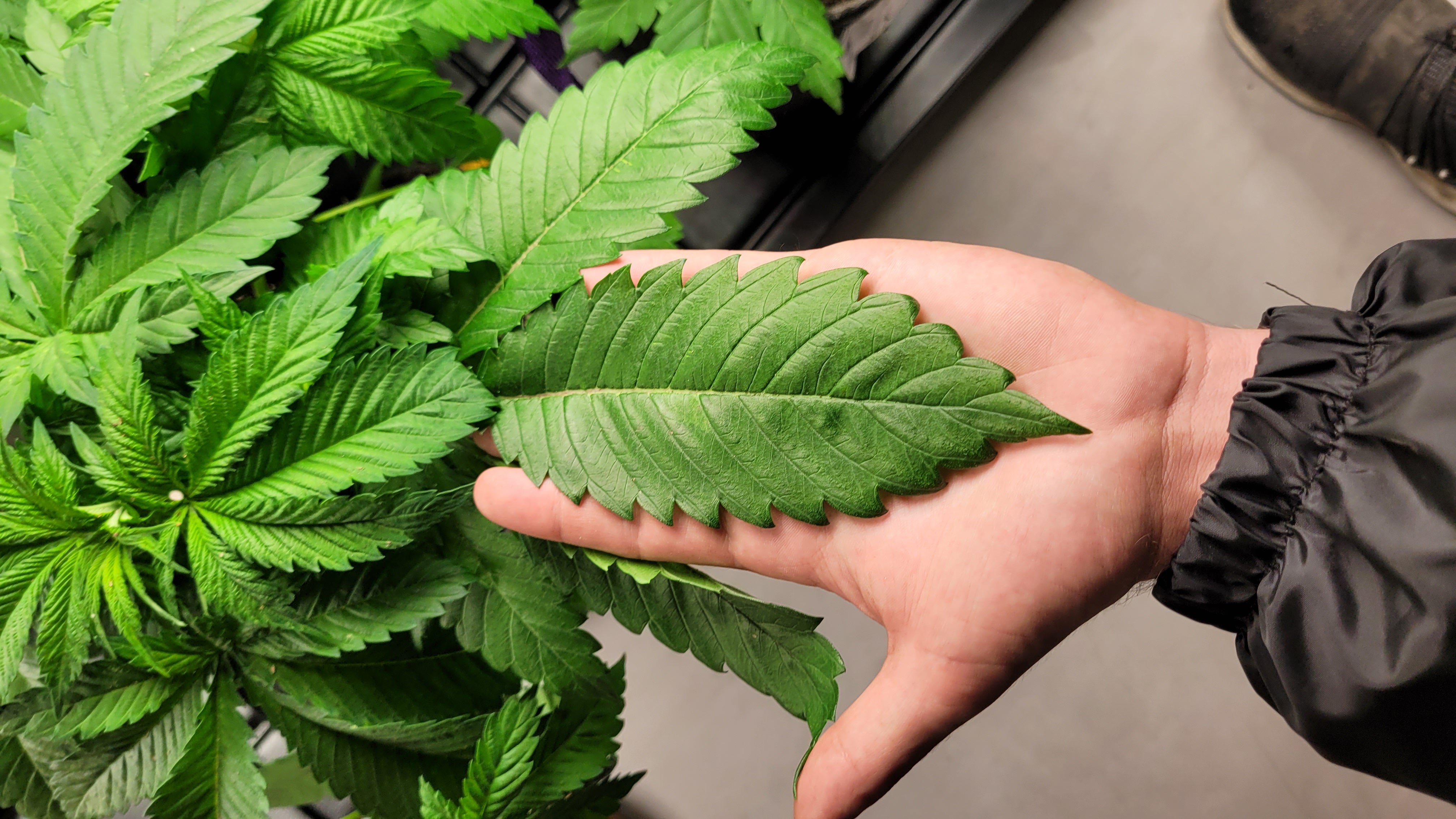 Recetas con marihuana para el invierno