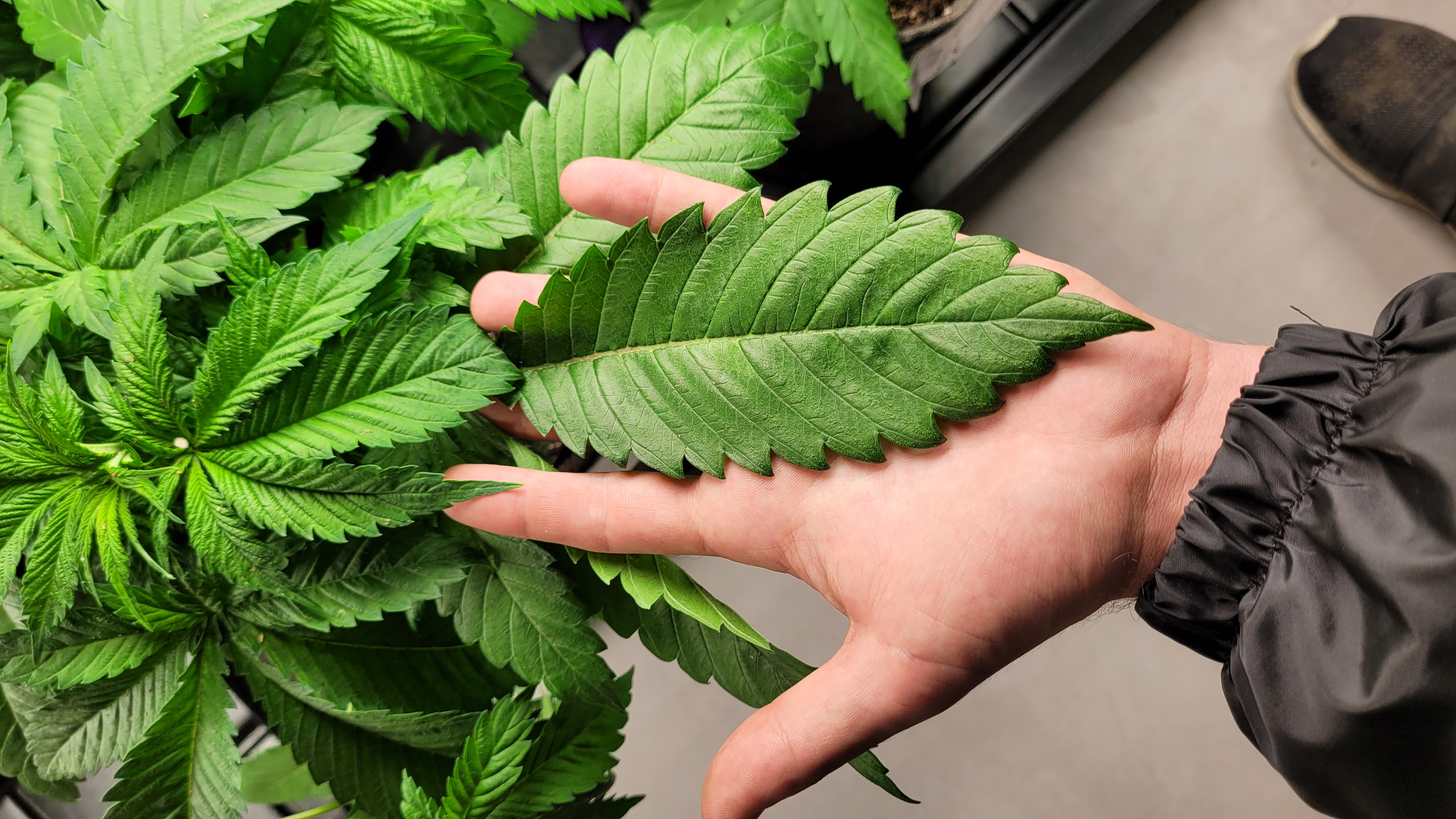 ¿Se puede tener alergia a la marihuana?
