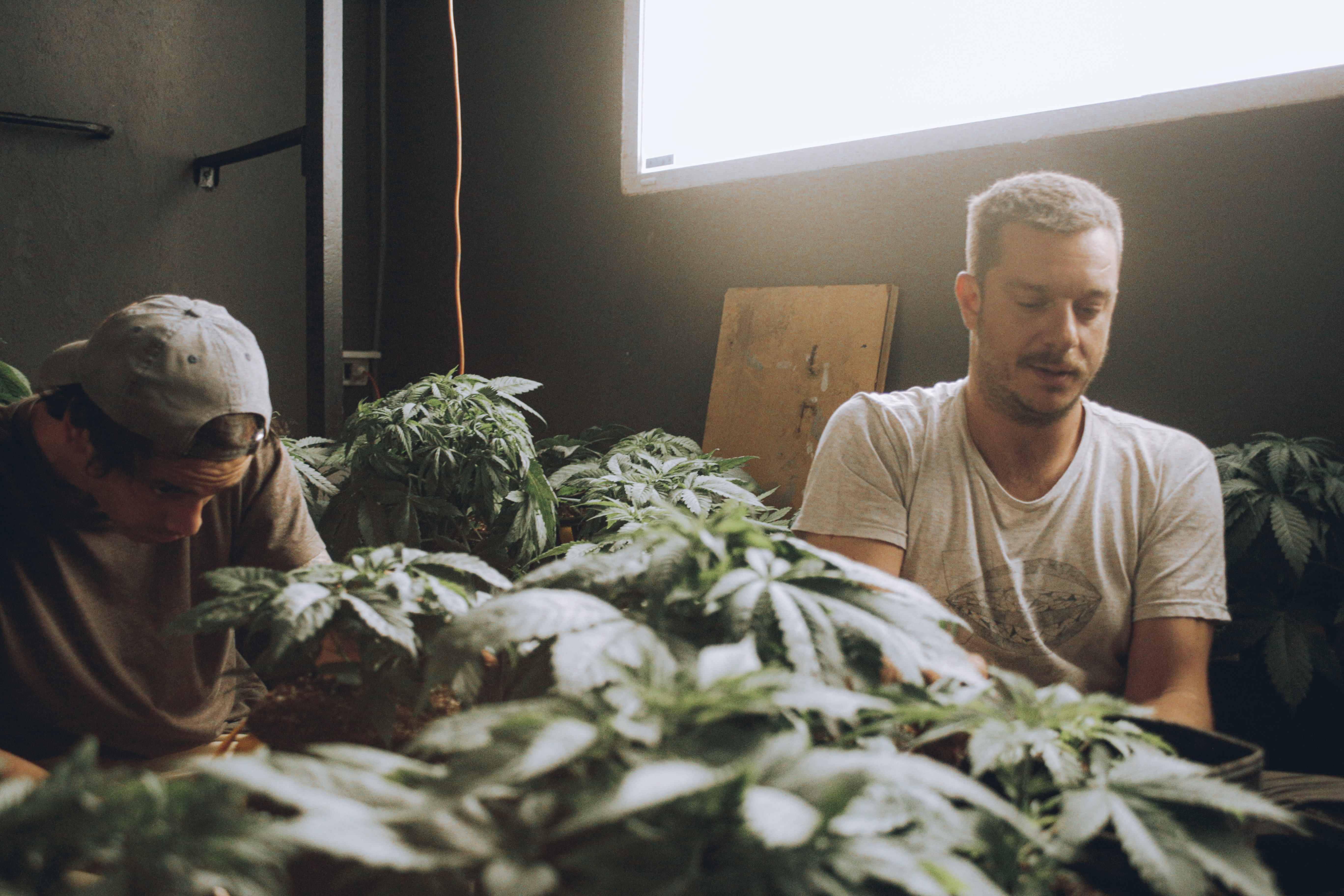 ¿Como influye la inteligencia artificial en la industria del cannabis?