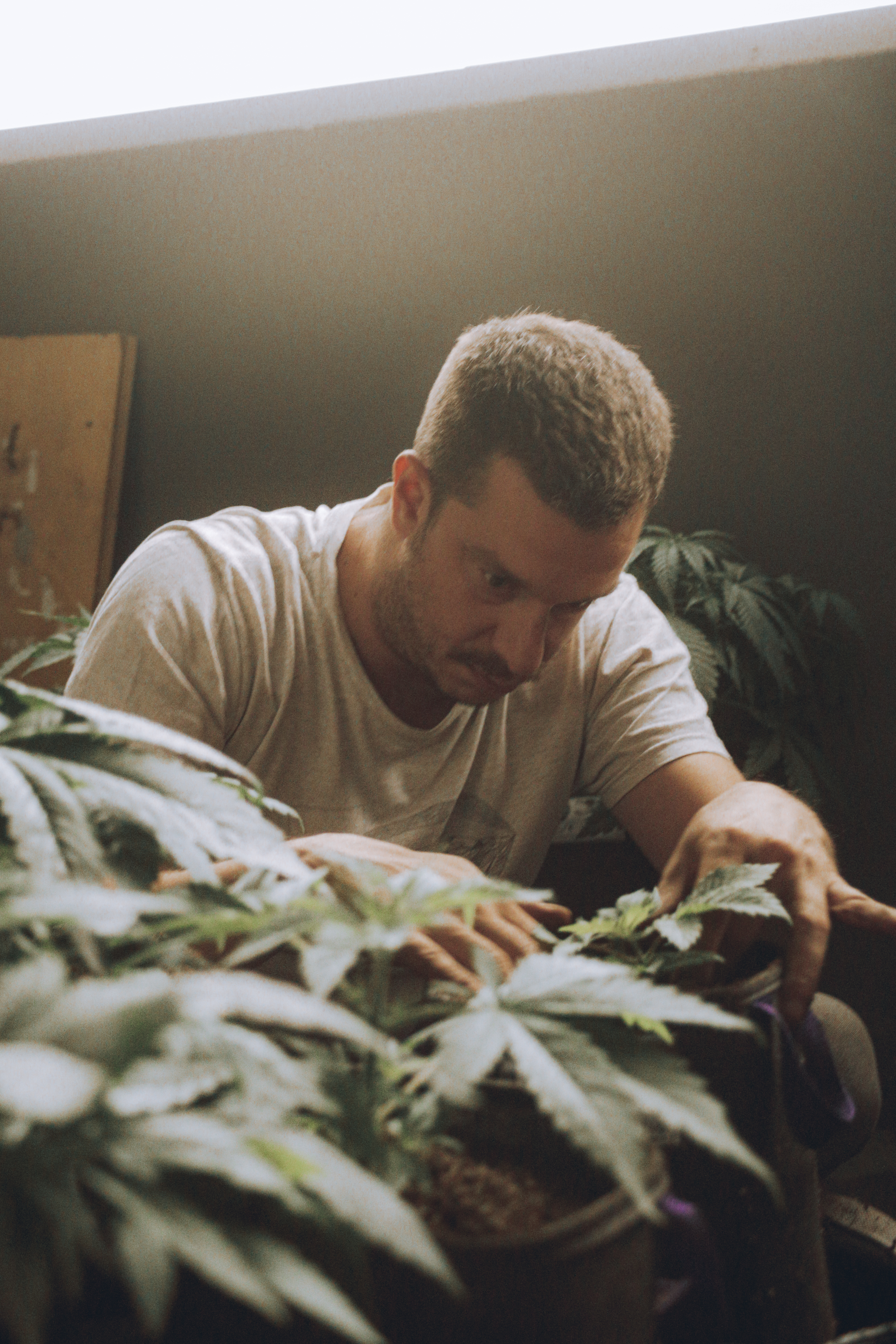 ¿Cuándo comienza la etapa vegetativa del cannabis?