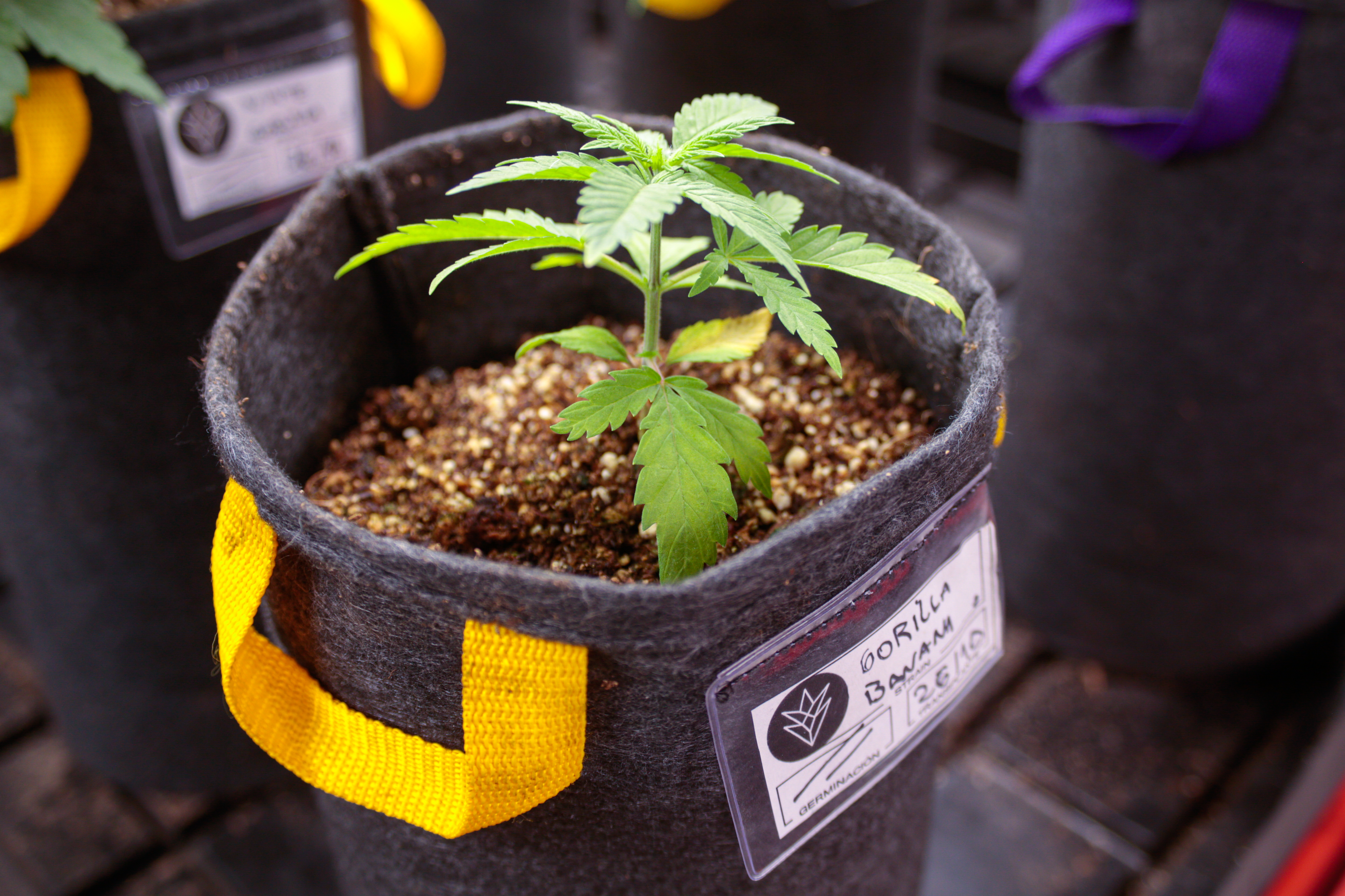 ¿Cómo salvar a una planta ahogada?