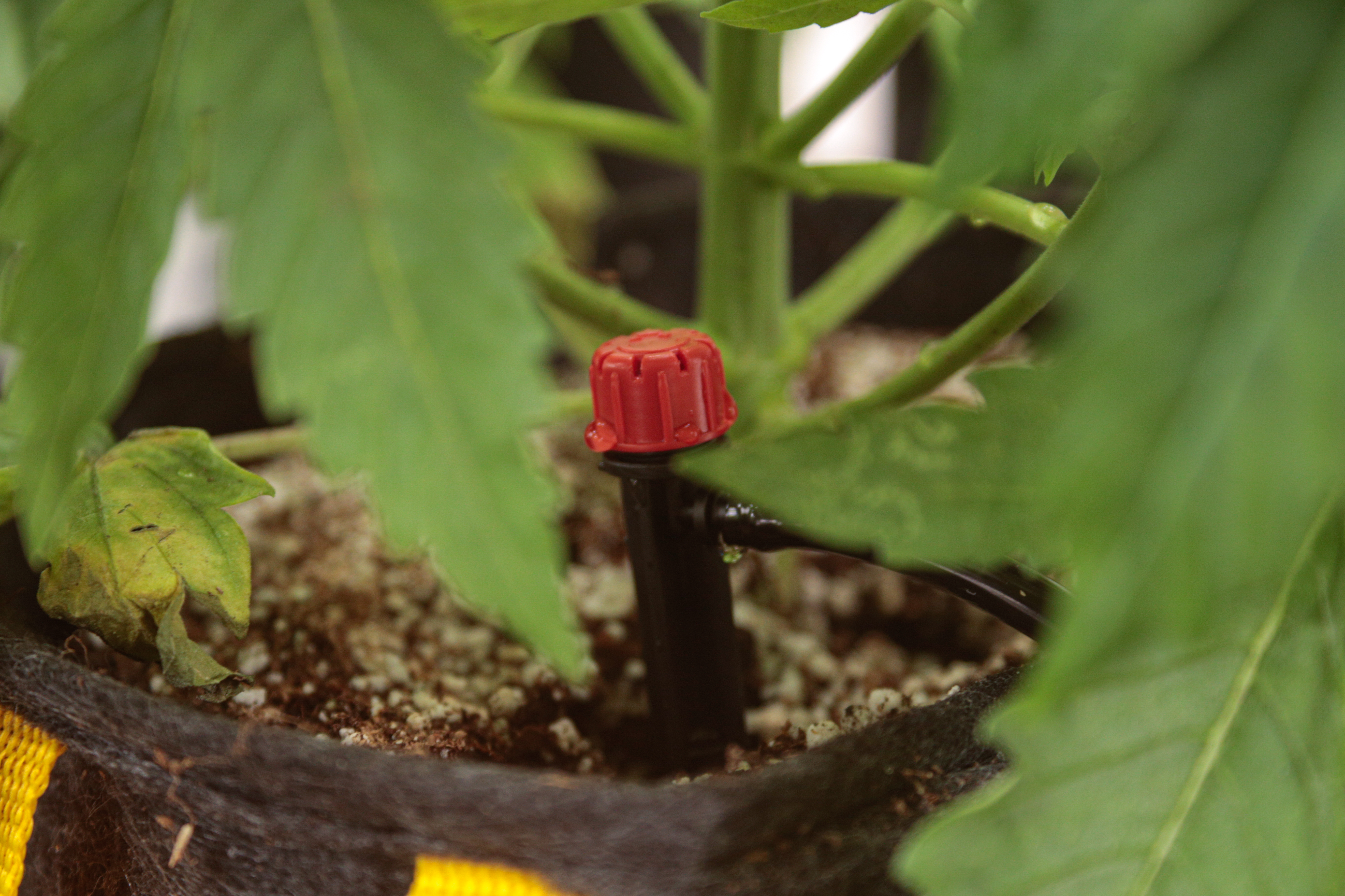 ¿Qué macetas usar para cultivo indoor?