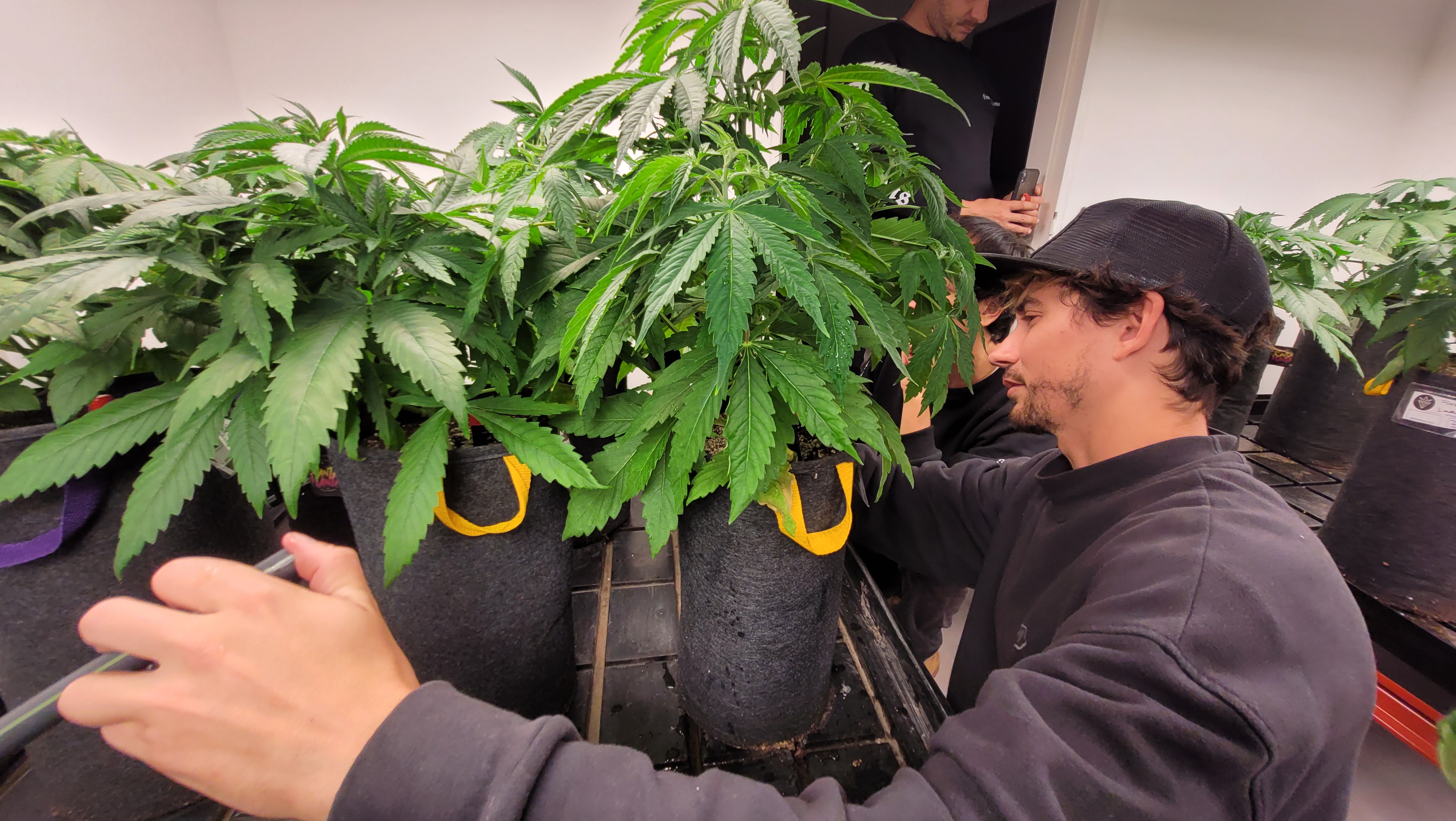 ¿Cuáles son las mejores semillas de royal queen seeds?