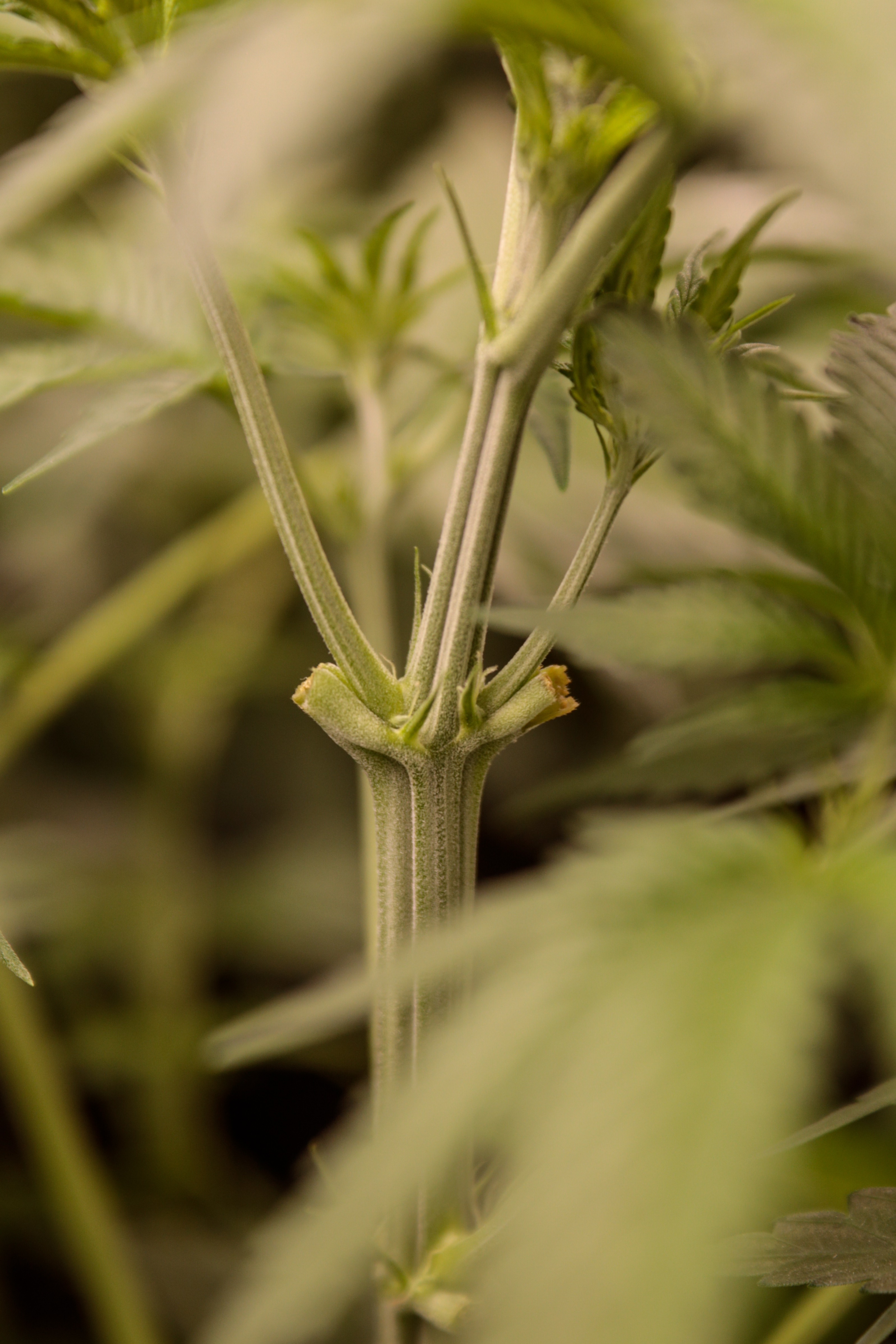 Cañamo: ¿Cómo se usa la Marihuana en el mundo textil?