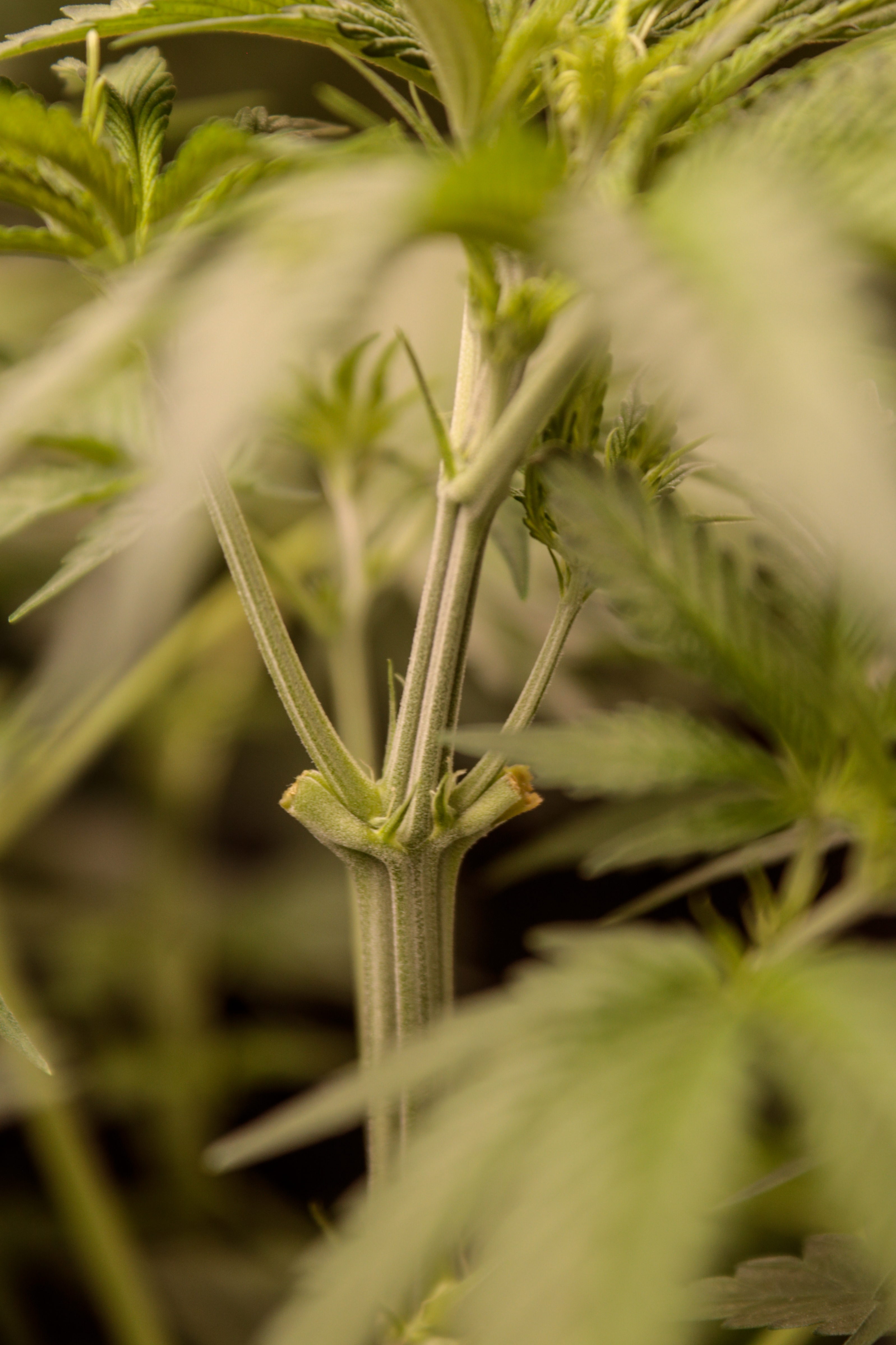 ¿Por qué la ropa de hemp puede ser una inversión valiosa a largo plazo?