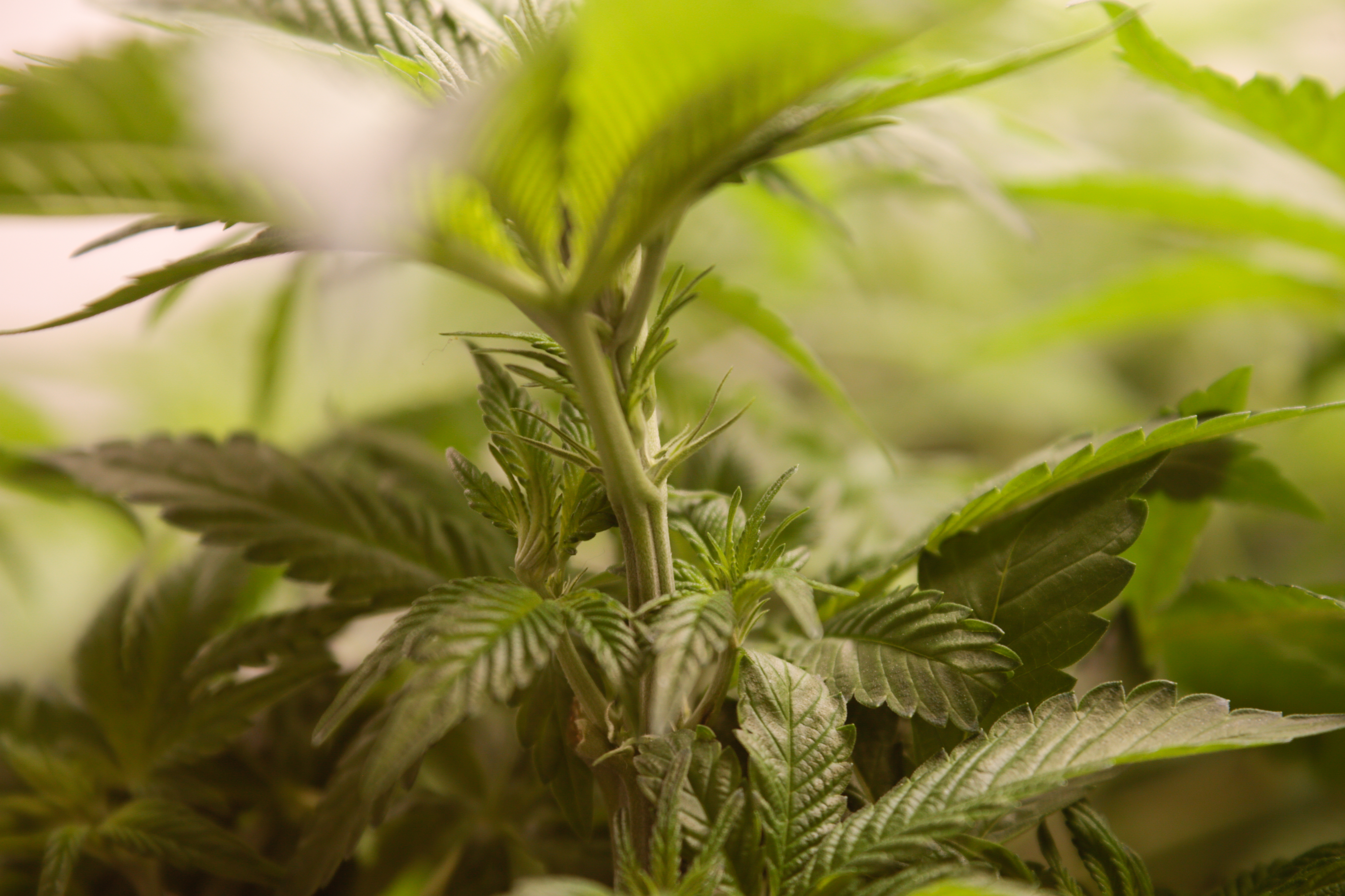 Manteca de cannabis: cómo prepararla