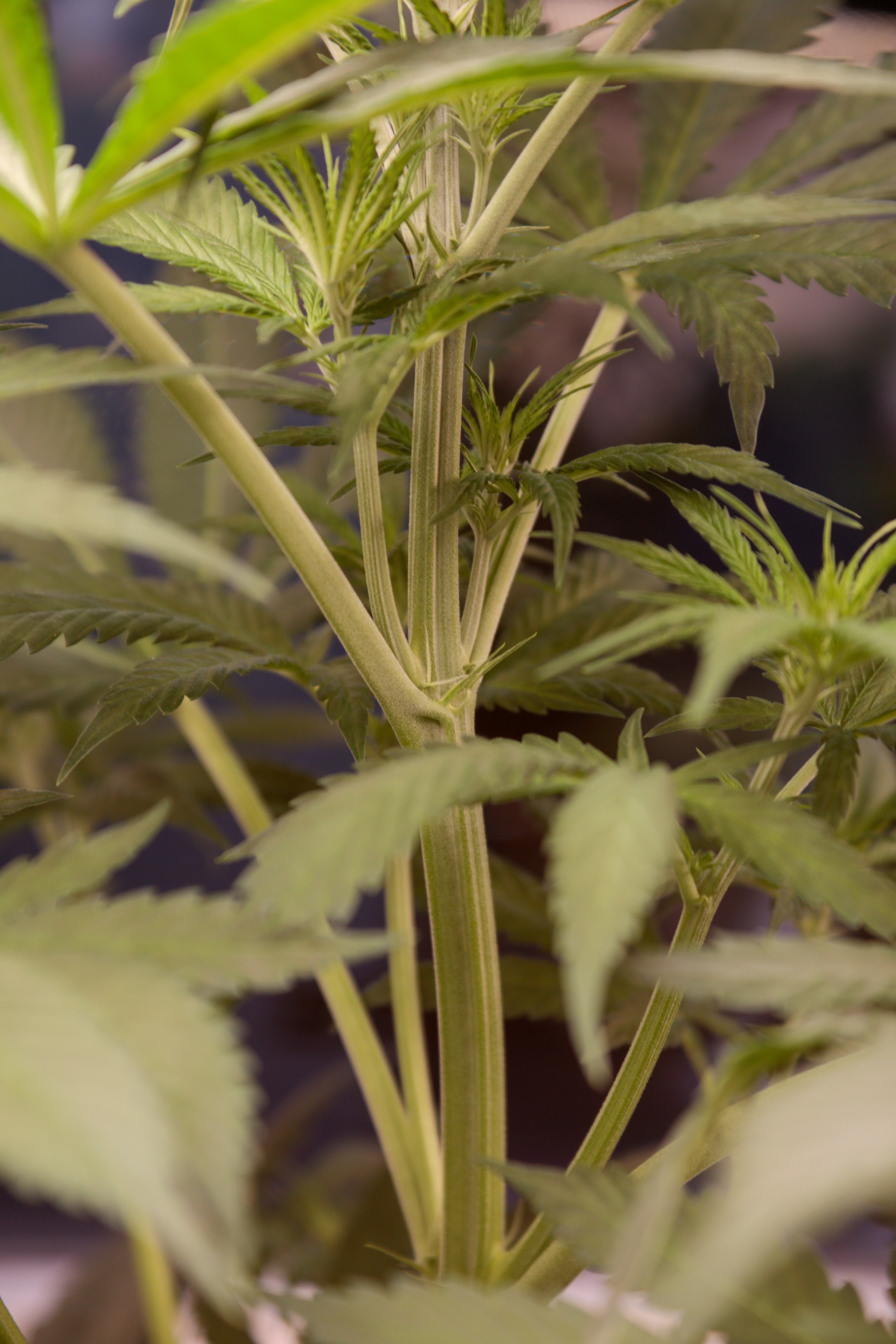 El papel del fertilizante en la plantación de cannabis: ¿Para qué sirven?