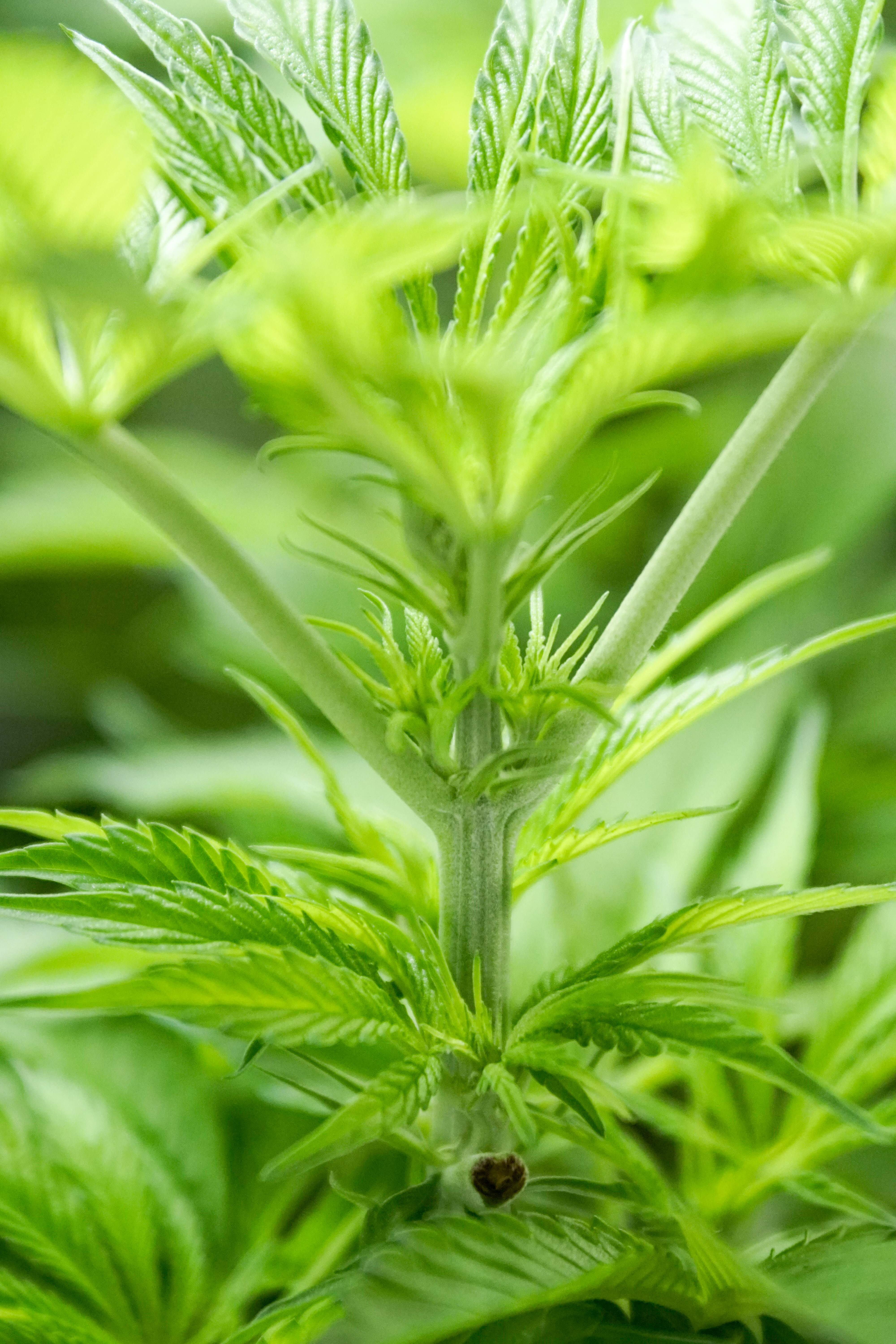 ¿Que tipo de agua es mejor para regar tus plantas?
