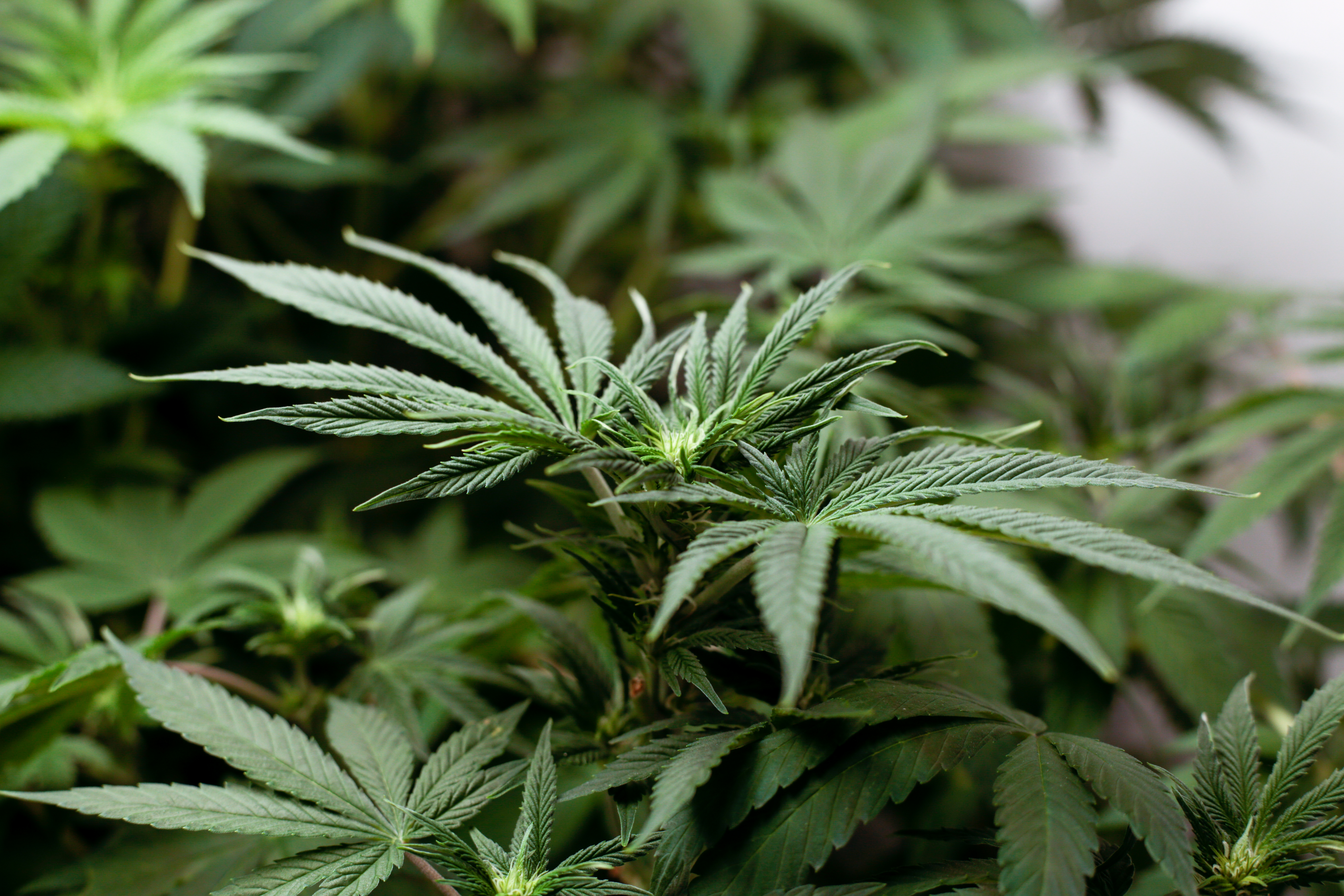 ¿Cómo cultivar la genética AK-47?