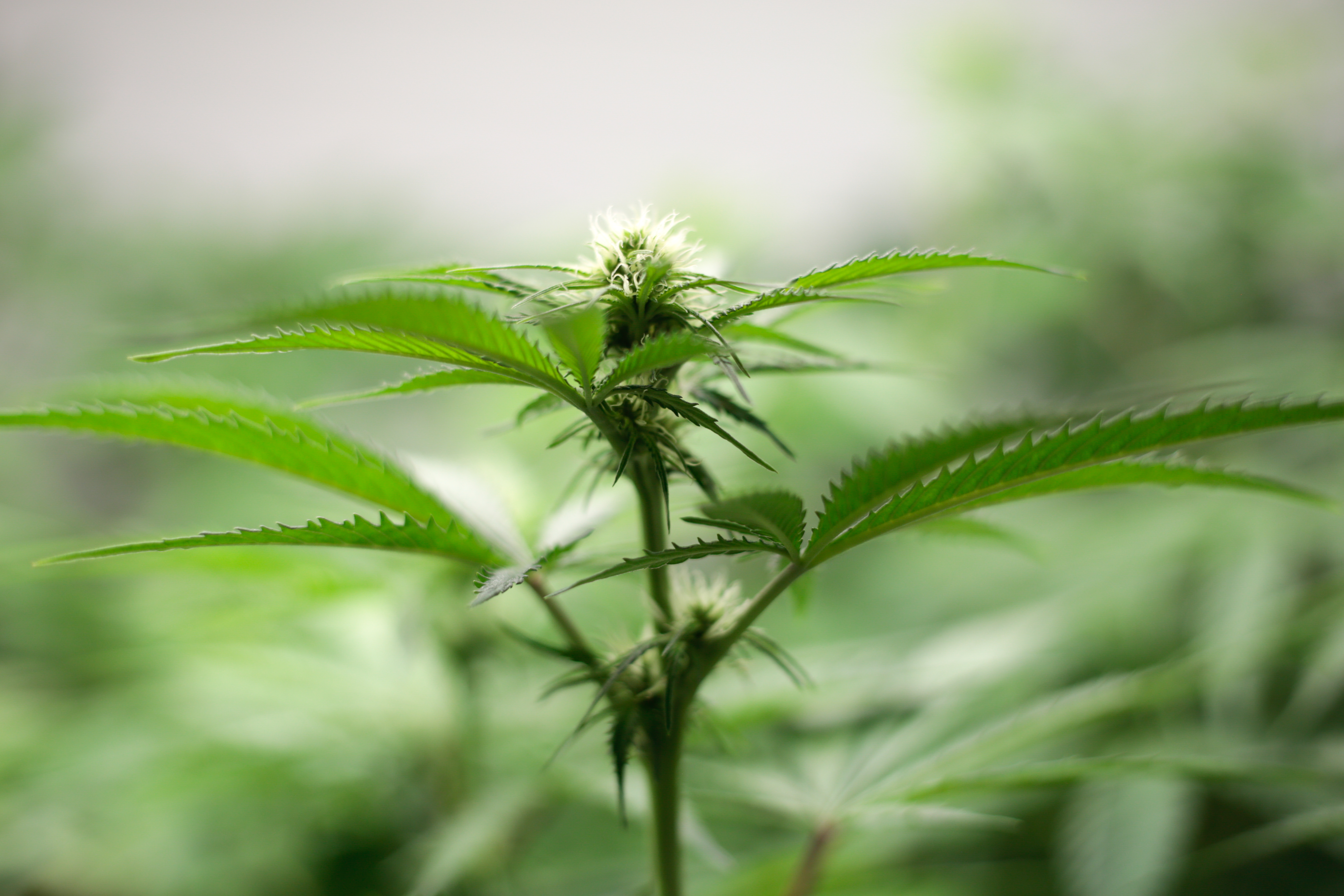 Cuidados básicos de un clon de planta de marihuana
