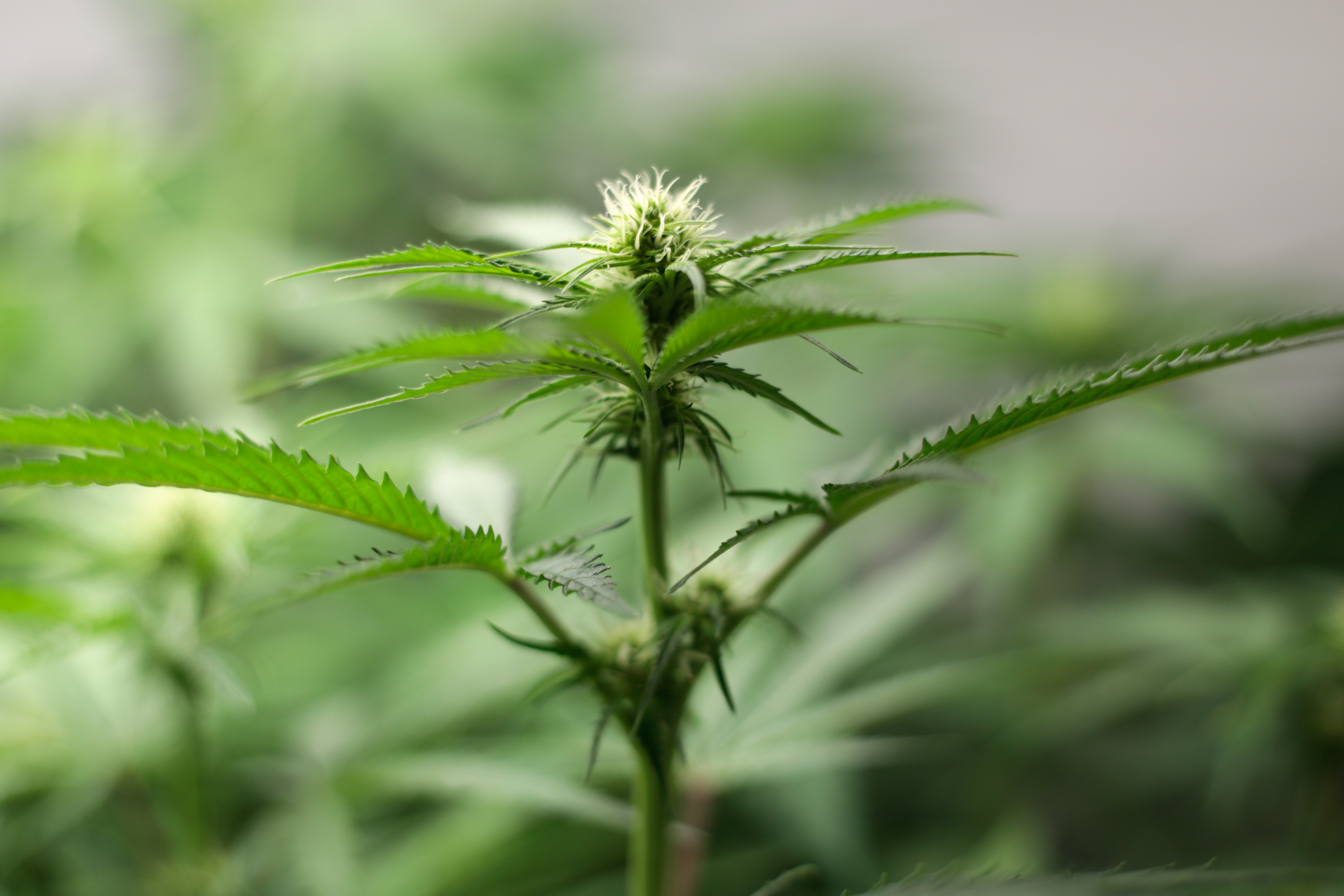 ¿Qué efecto causa la Kush?