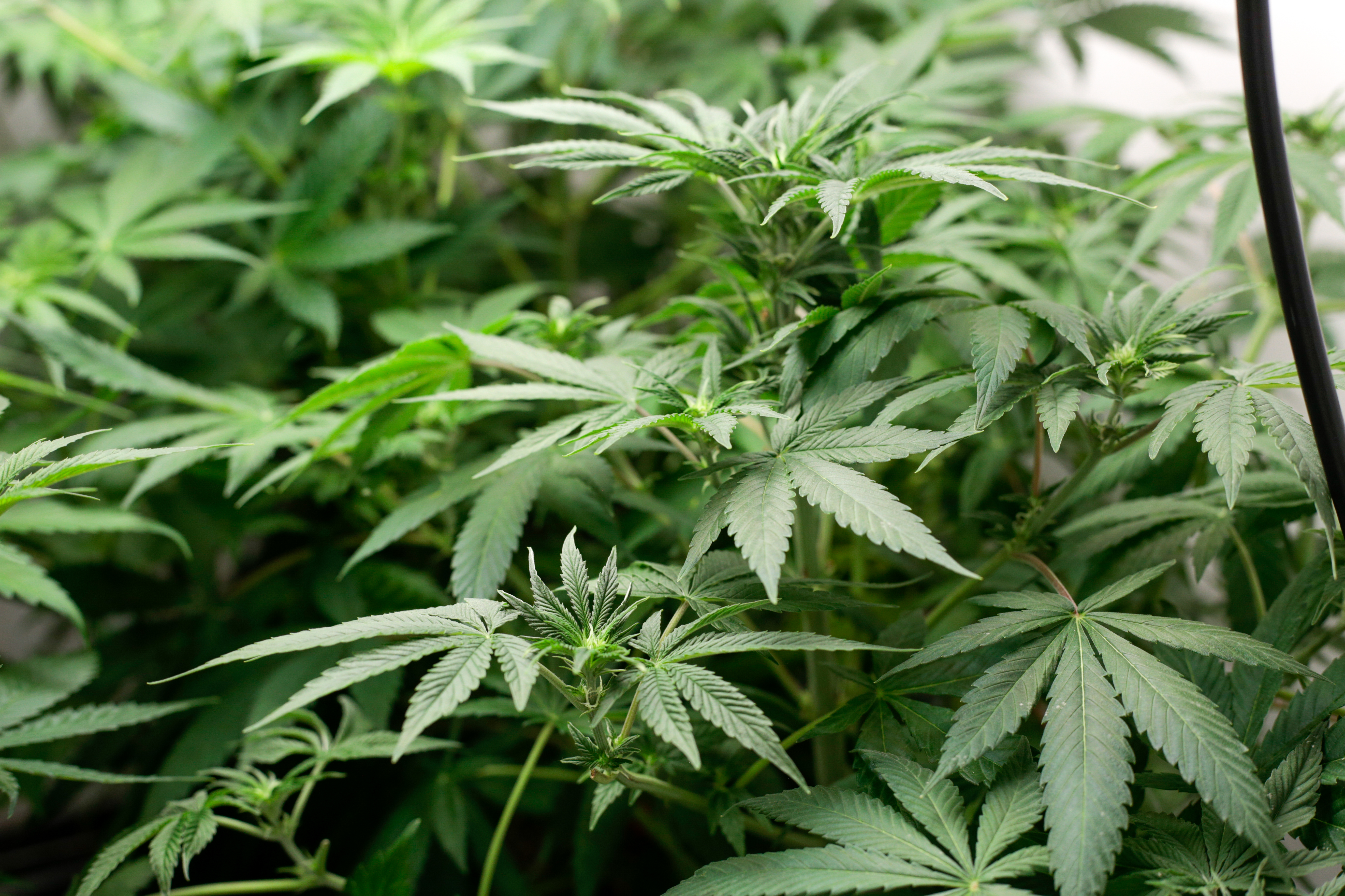¿Cómo evitar la contaminación lumínica en la marihuana?