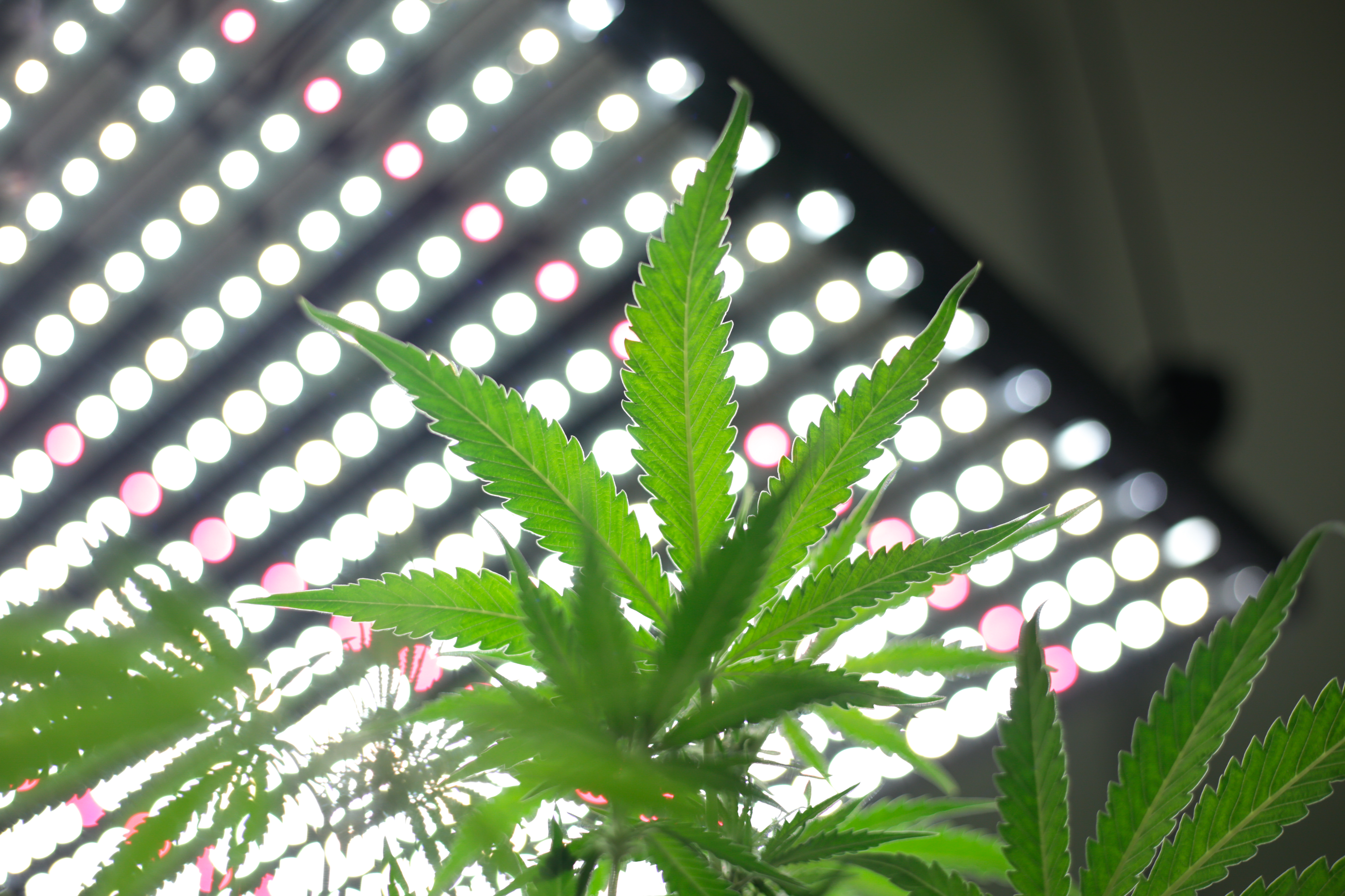 ¿Cuántas horas de oscuridad necesita la marihuana?