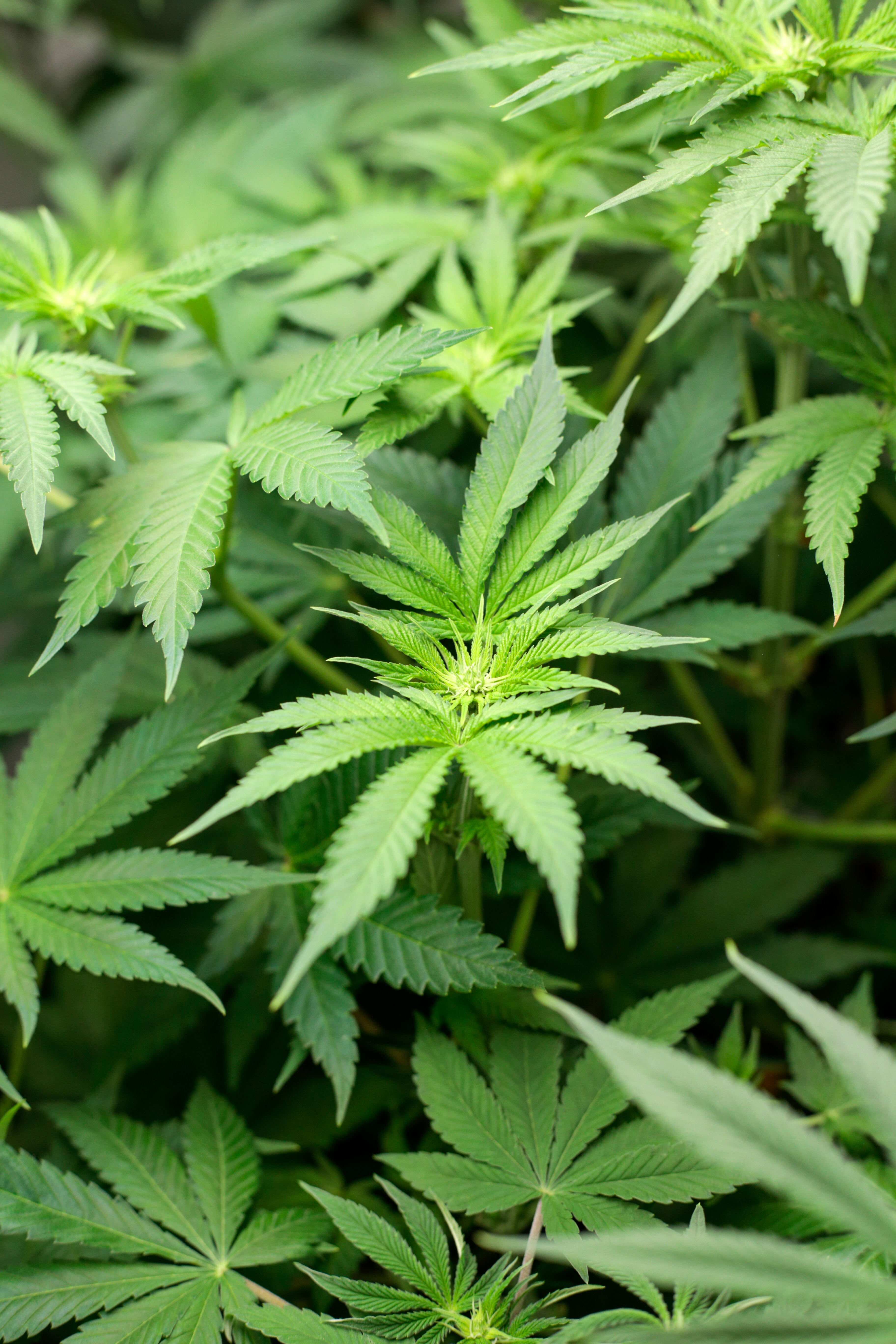 ¿Cuántas horas de luz debe tener una planta de Marihuanas?