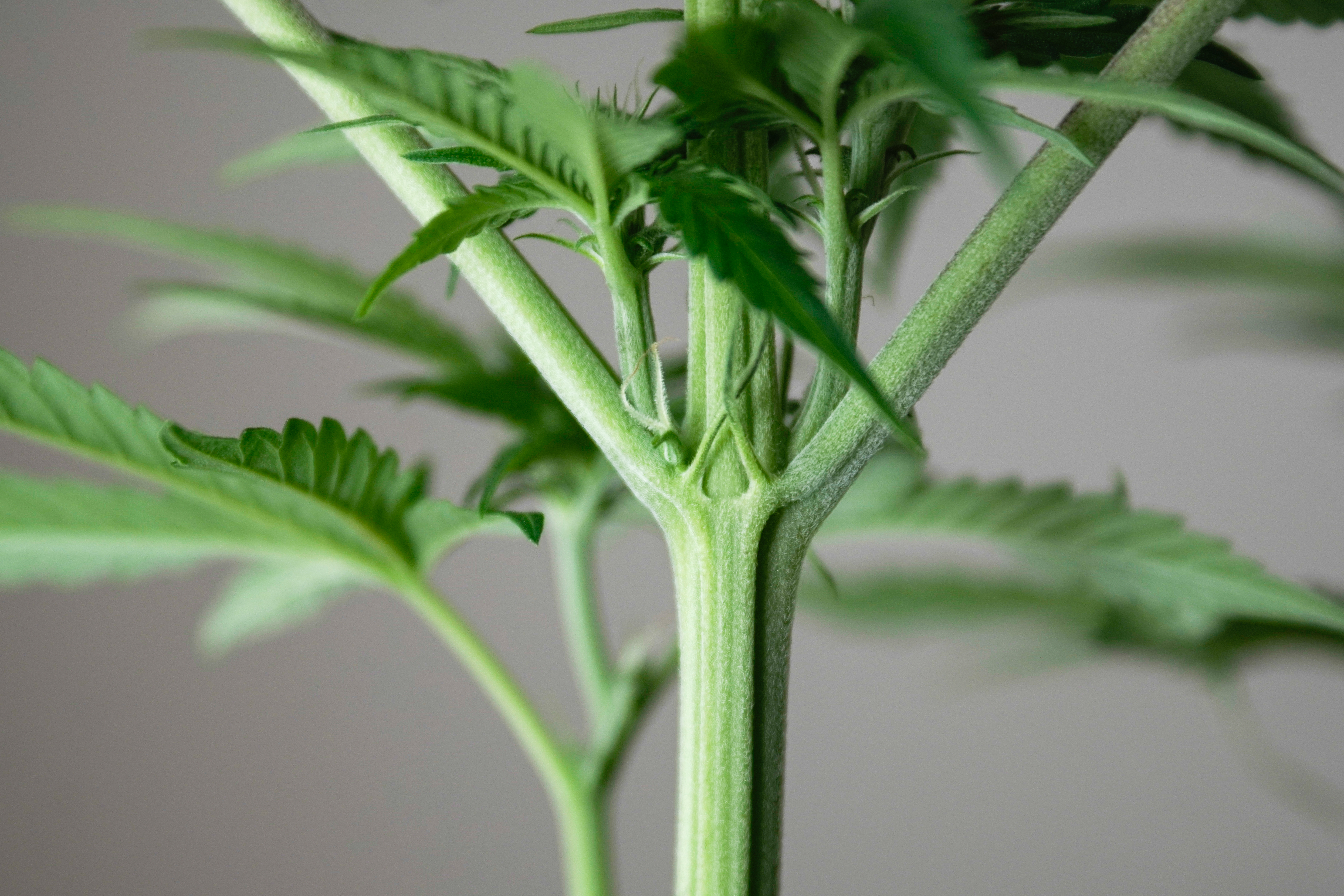 Indoor: ¿Cuántas plantas debería tener por carpa?