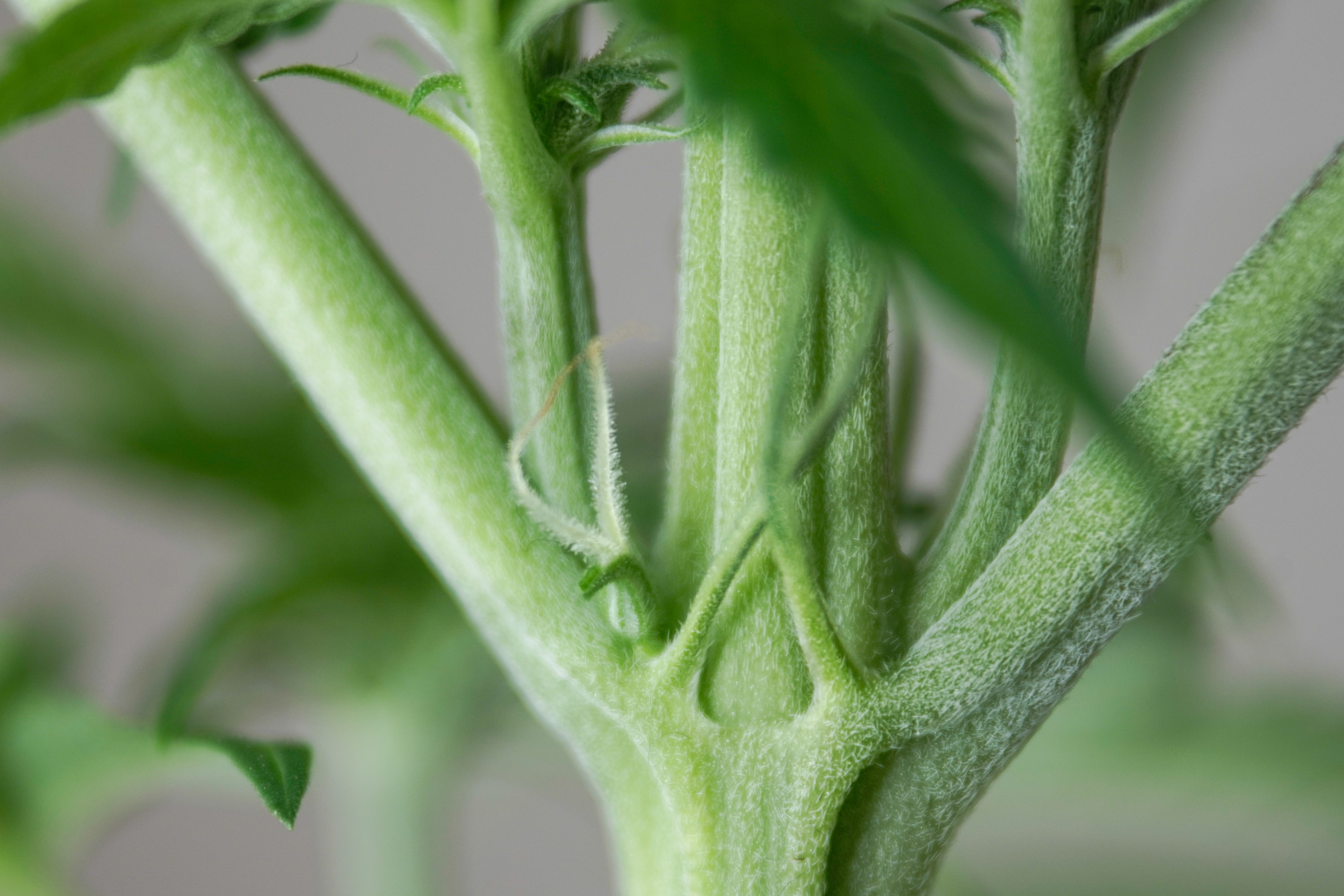 ¿Cómo reconocer una planta macho de una hembra?