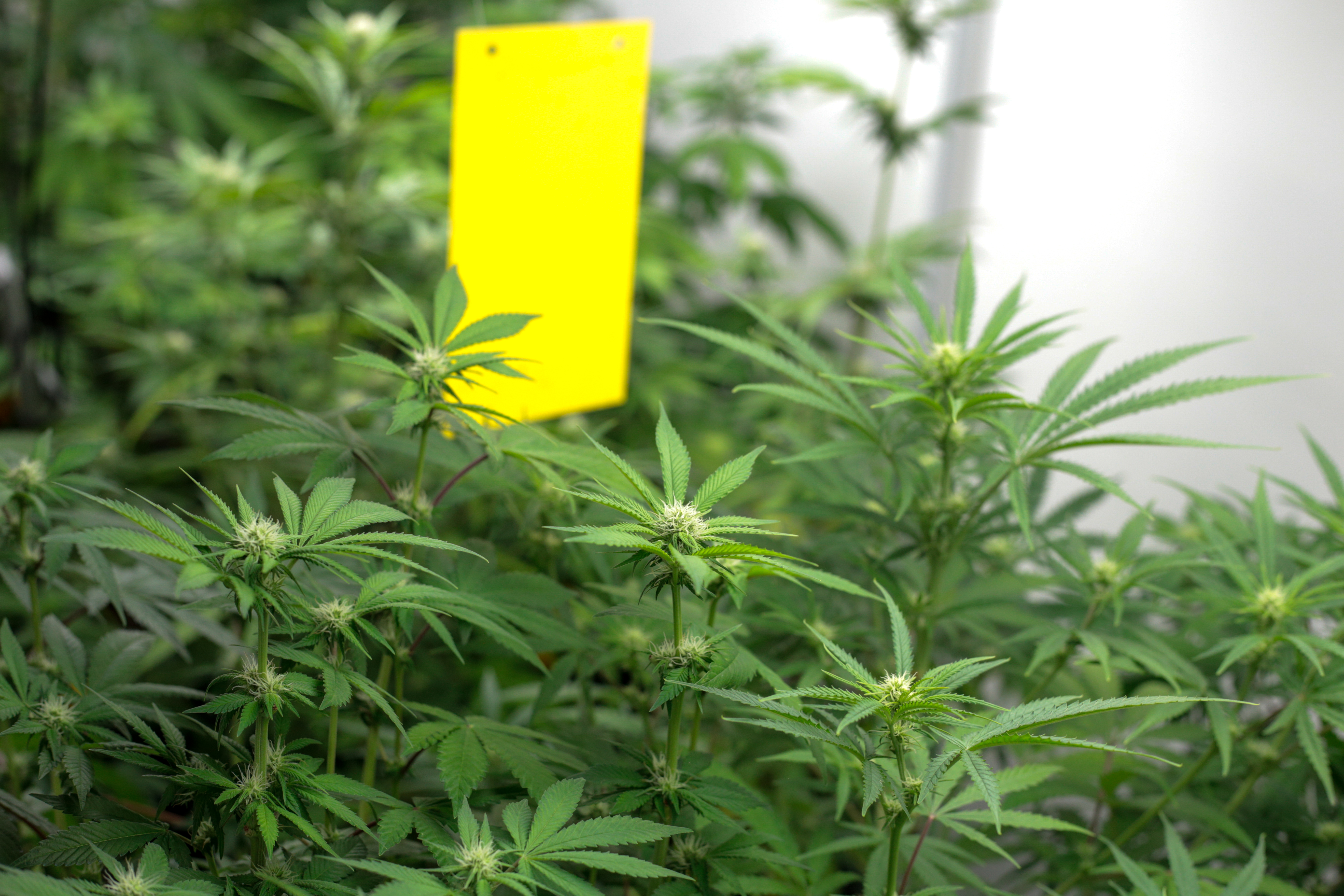 Guía para el uso de fertilizantes en el cultivo de marihuana