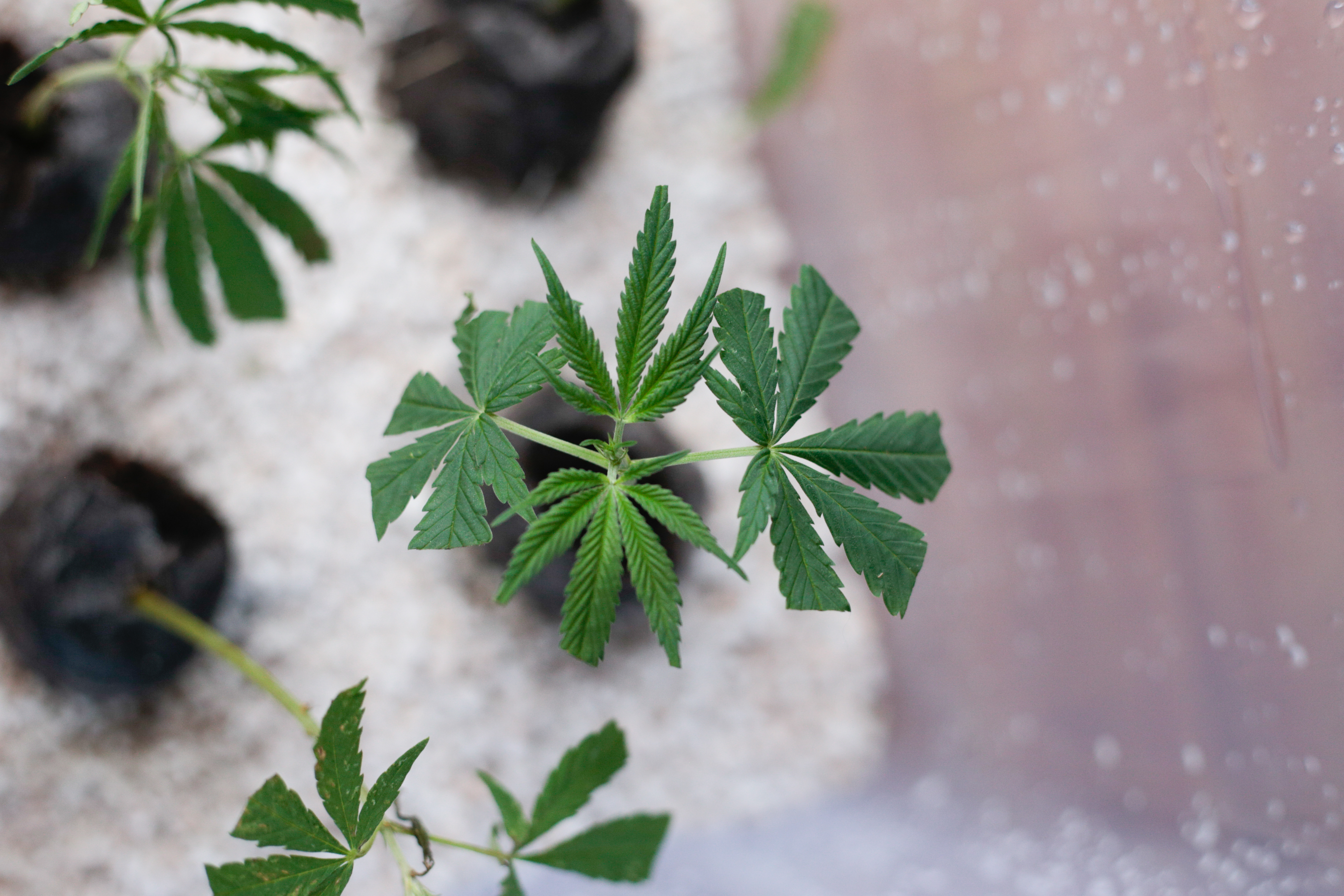 ¿Cuáles son las alternativas de sustrato para plantar cannabis?