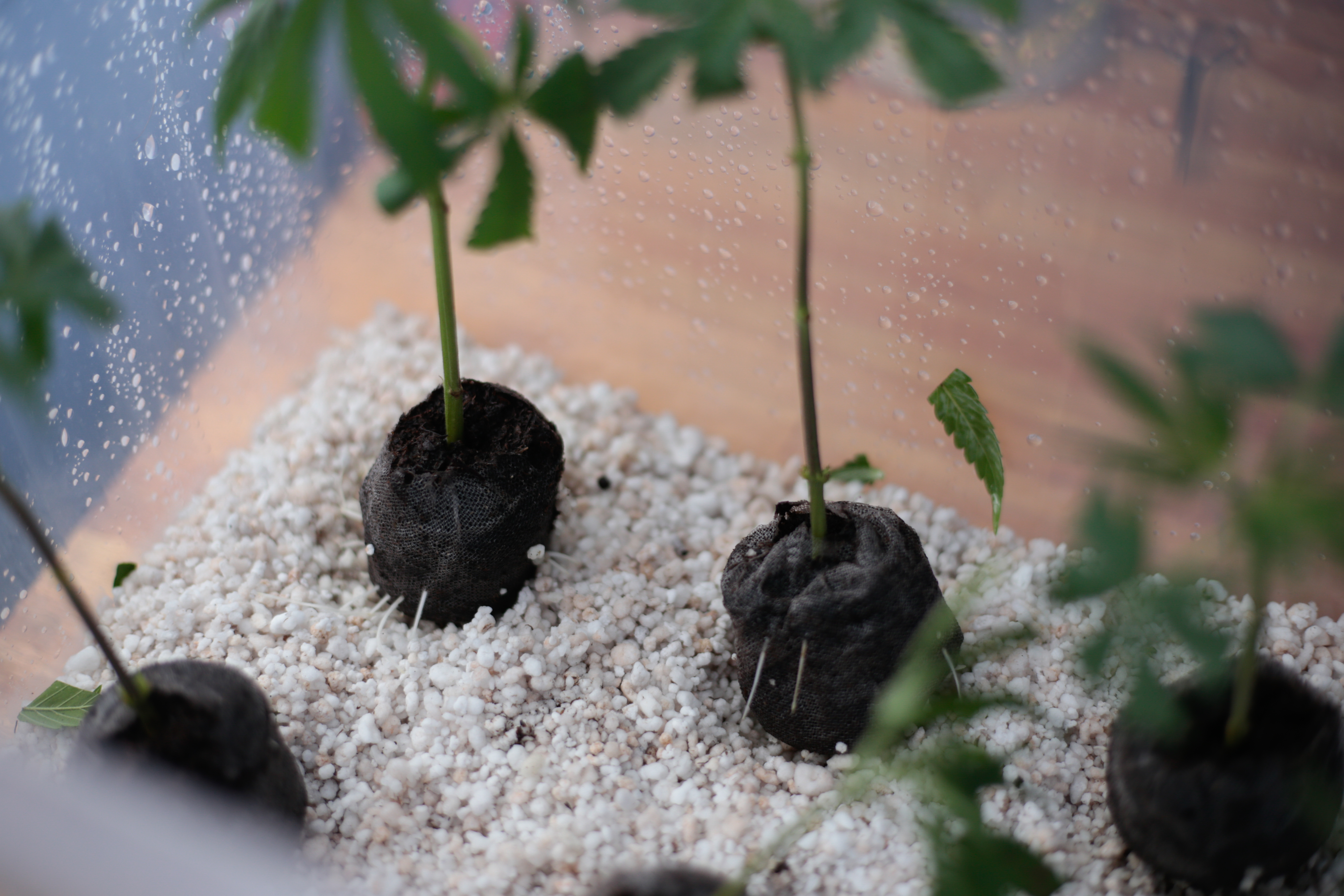 ¿Puede el CBD reducir el cortisol?