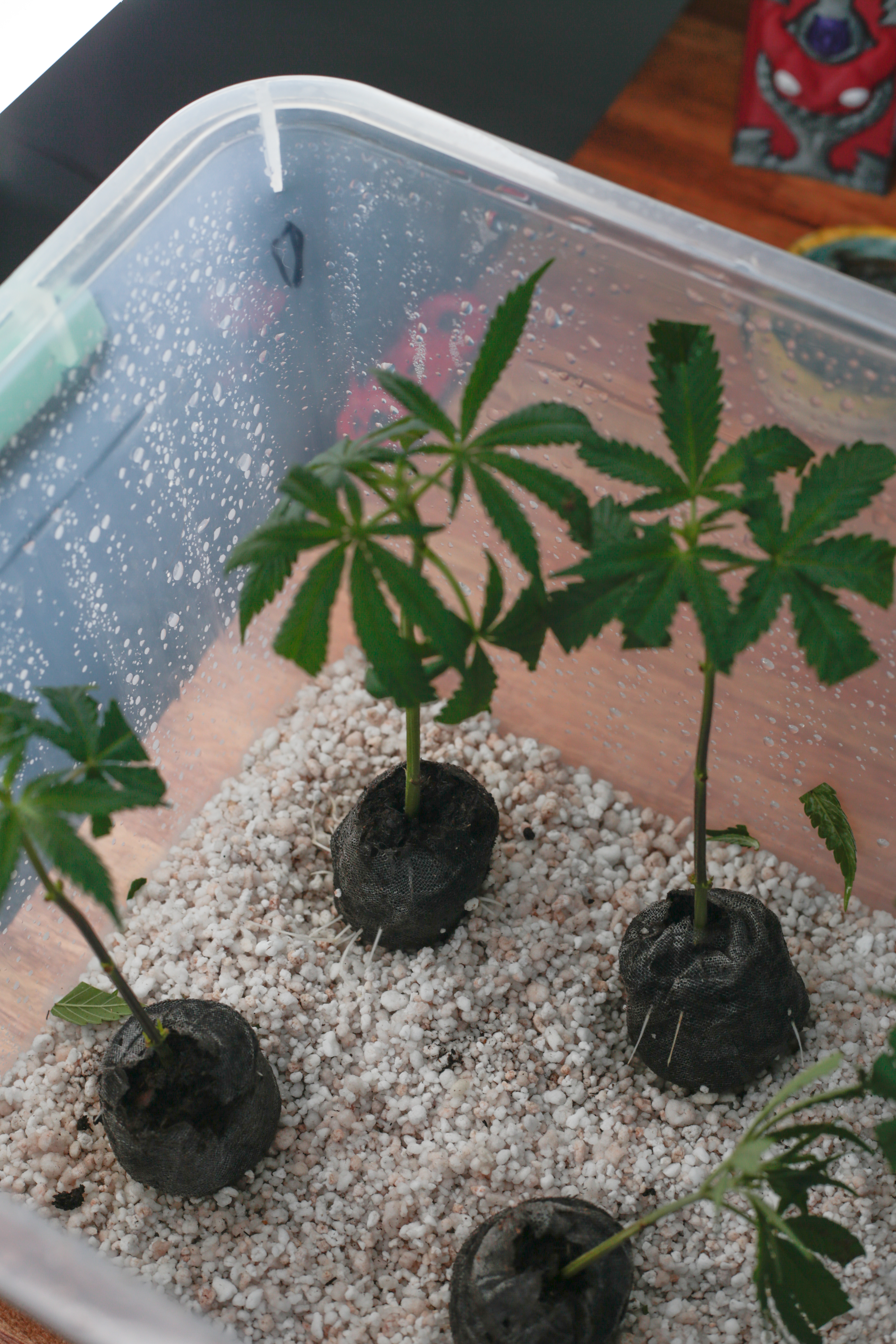 ¿Qué futuro tiene la biotecnología en la industria del cannabis?