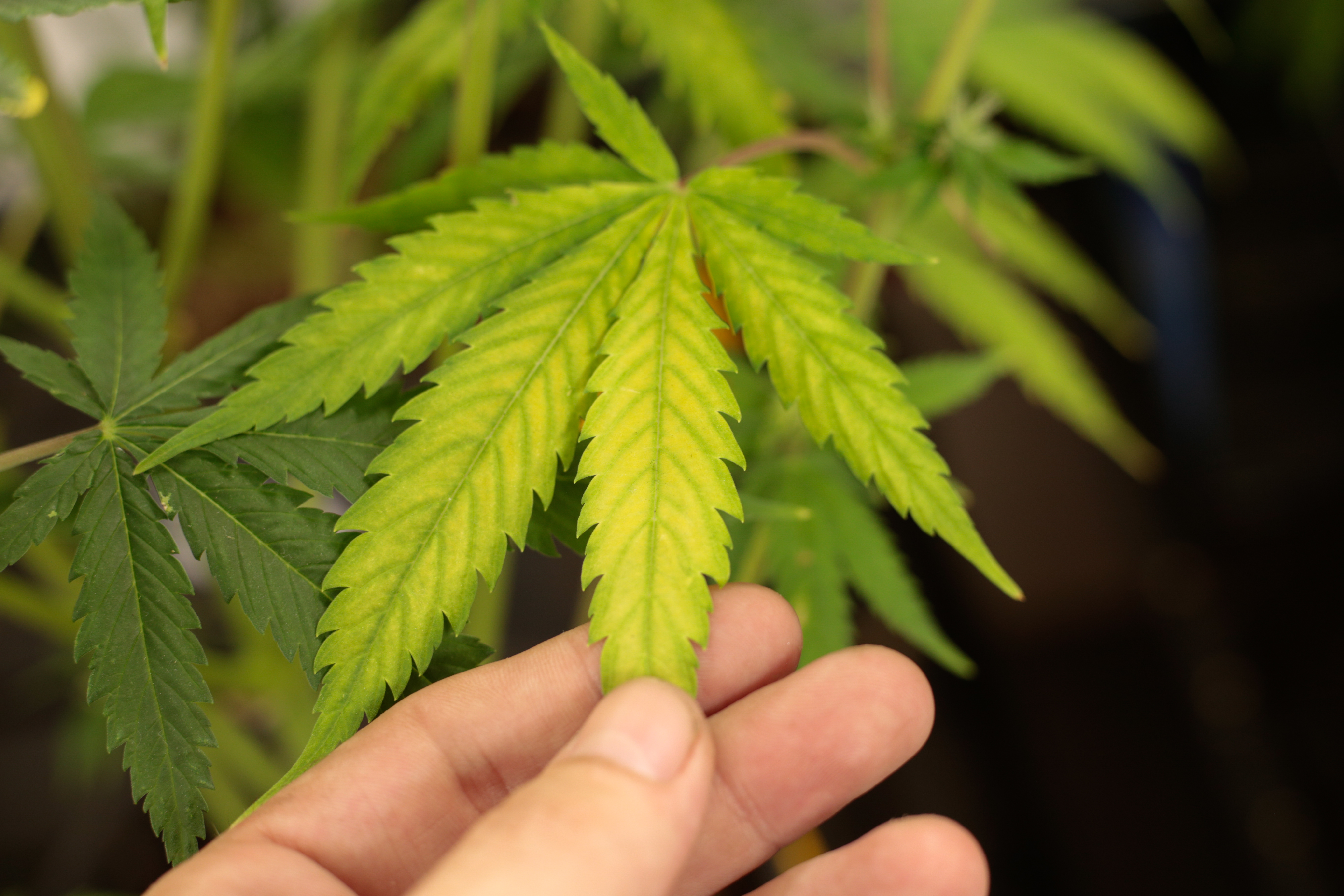 ¿Por qué se pone la marihuana amarilla?